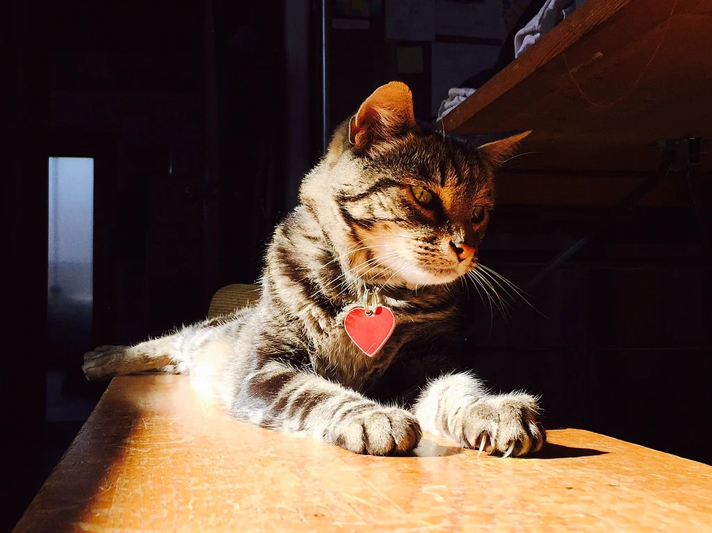 Best dog walker Oakland, Berkeley, Emeryville