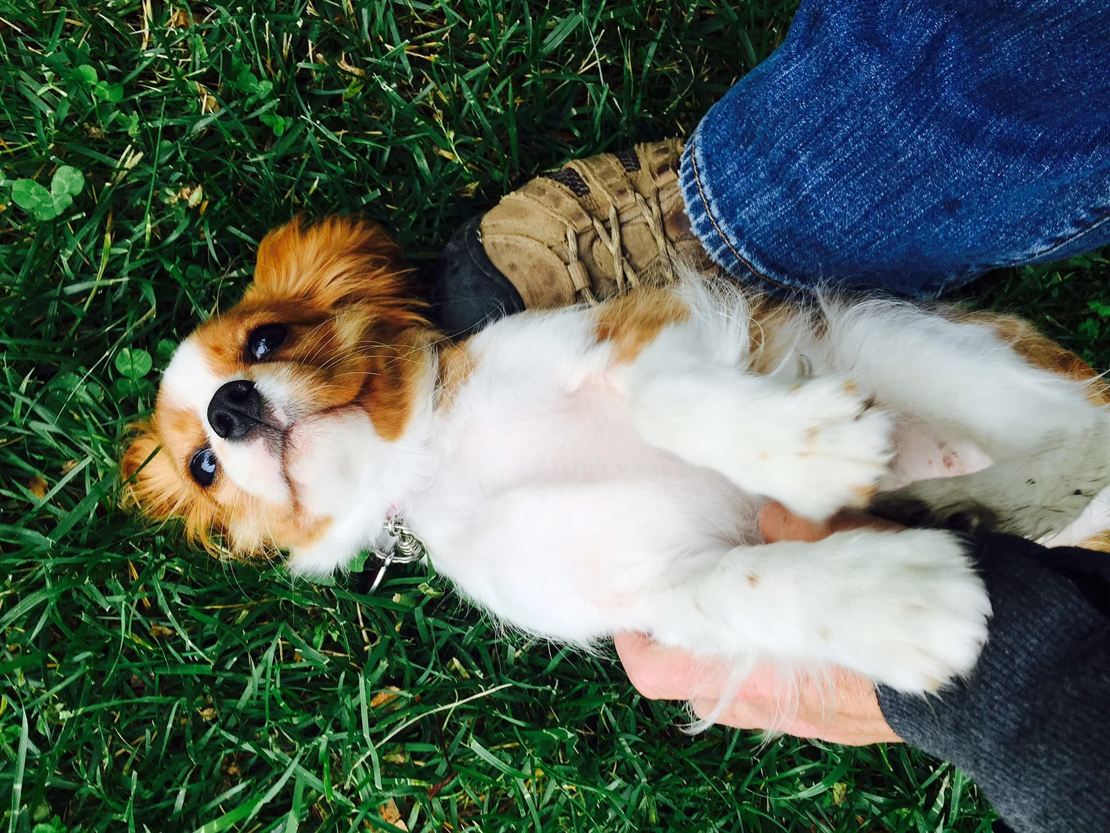 East Bay dog walker and cat sitter