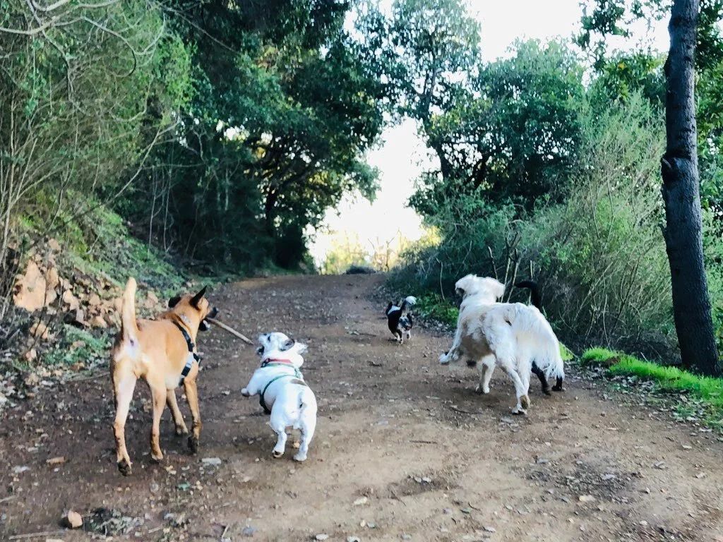 Group Trail Hikes East Bay Dog Walking and Pet Sitting Oakland