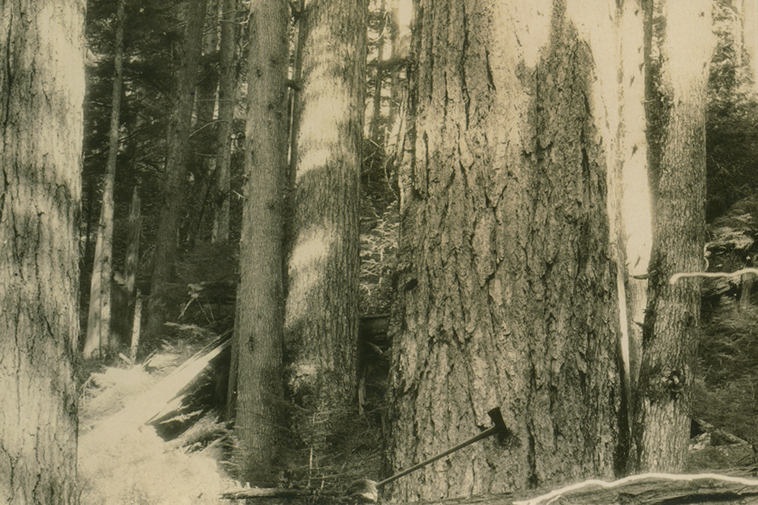 sheringhamdistillery_forest_axe.jpg