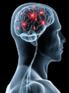 brain.png