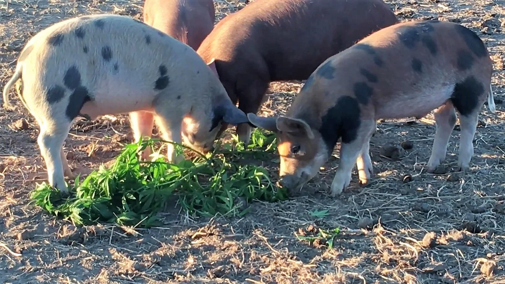 Hemp Pork1_Moment (2).jpg