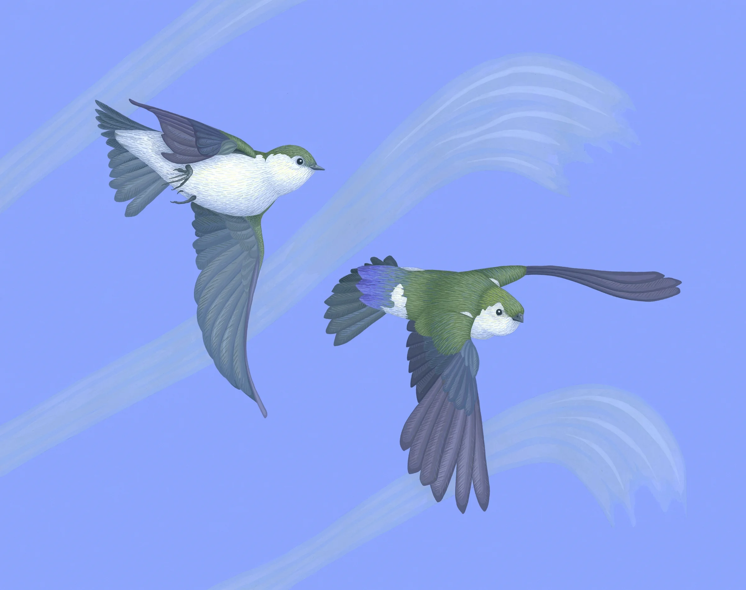 Violet-green Swallows
