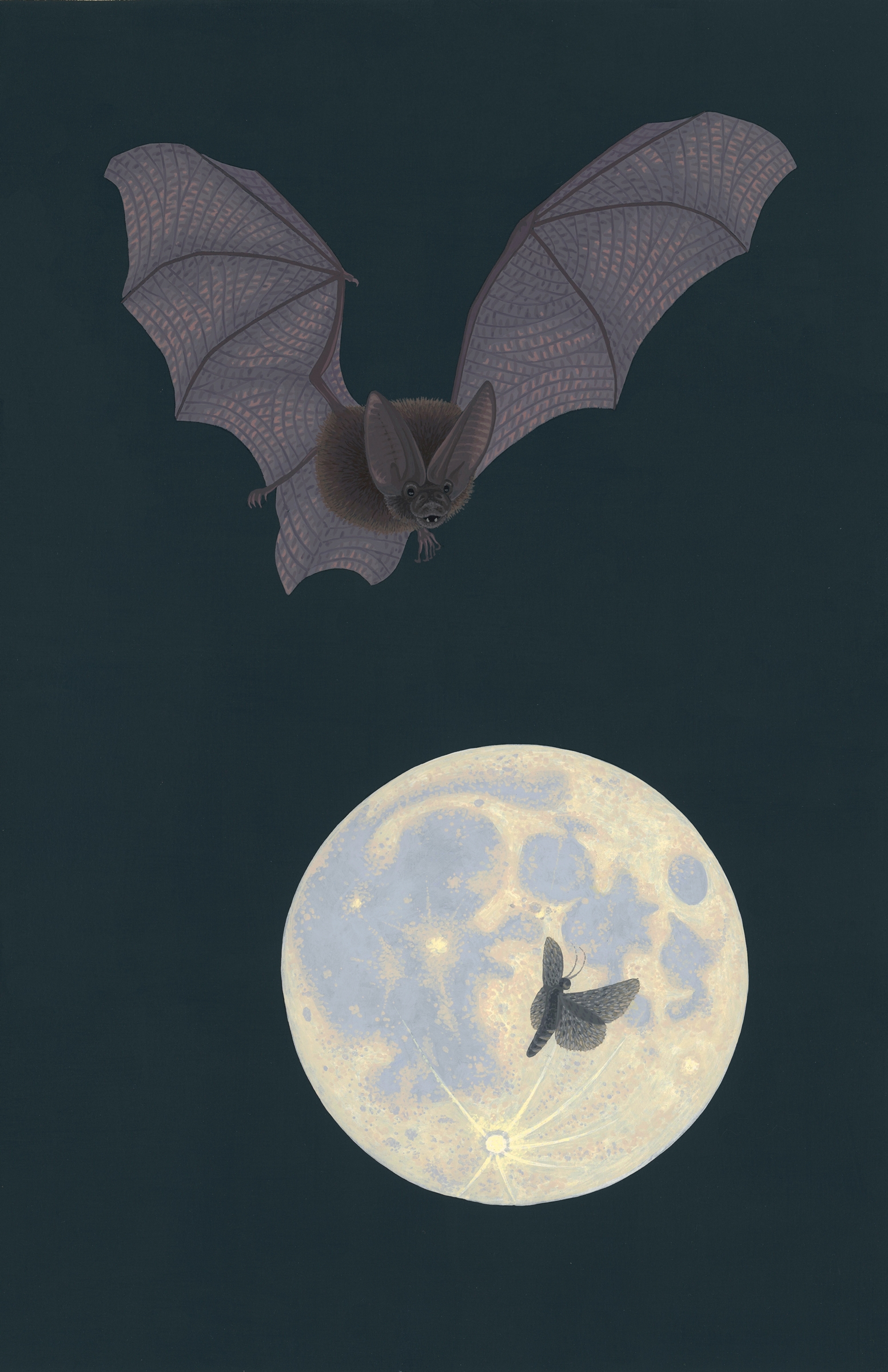 Townsend's Big-eared Bat
