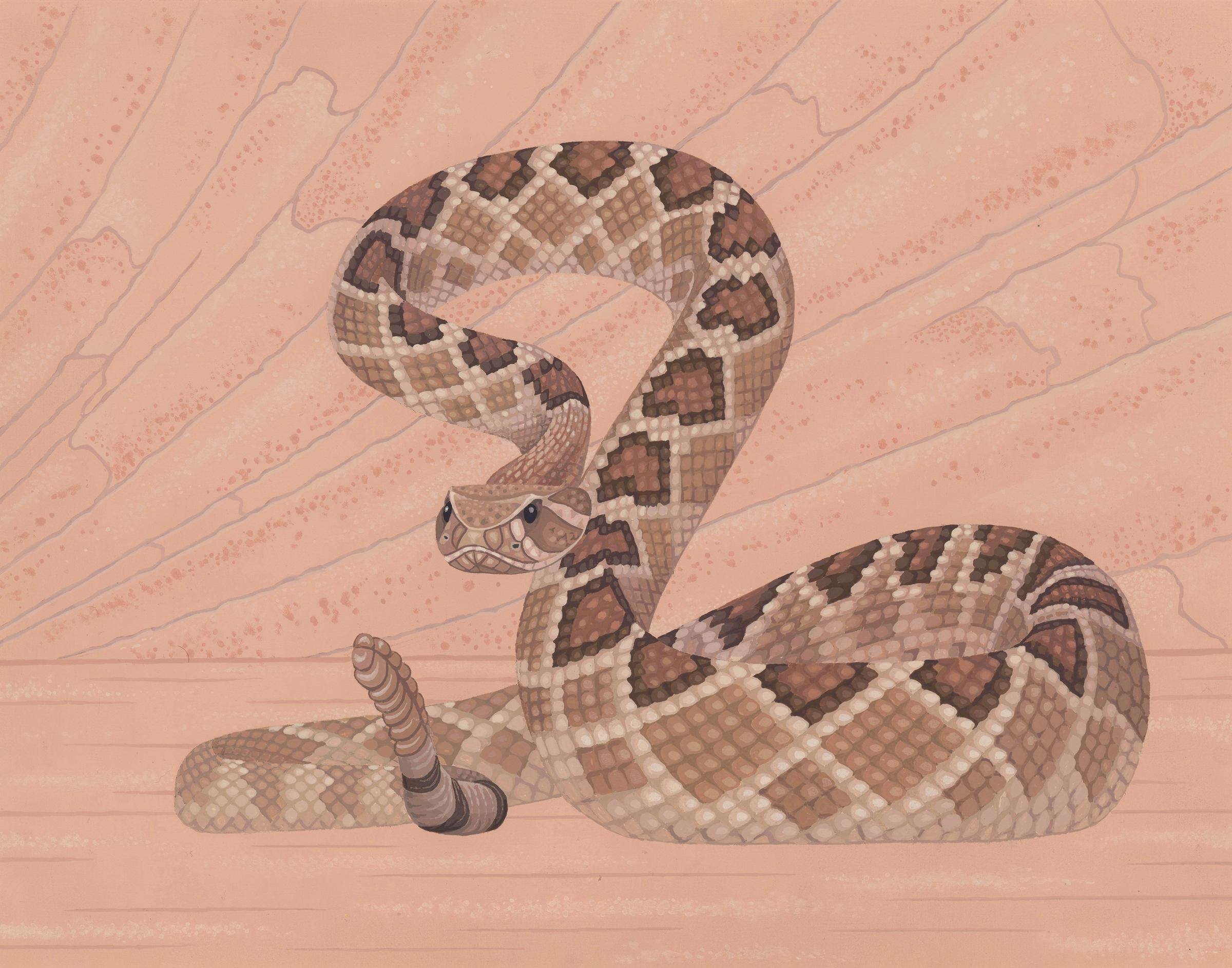 Diamondback Rattlesnake