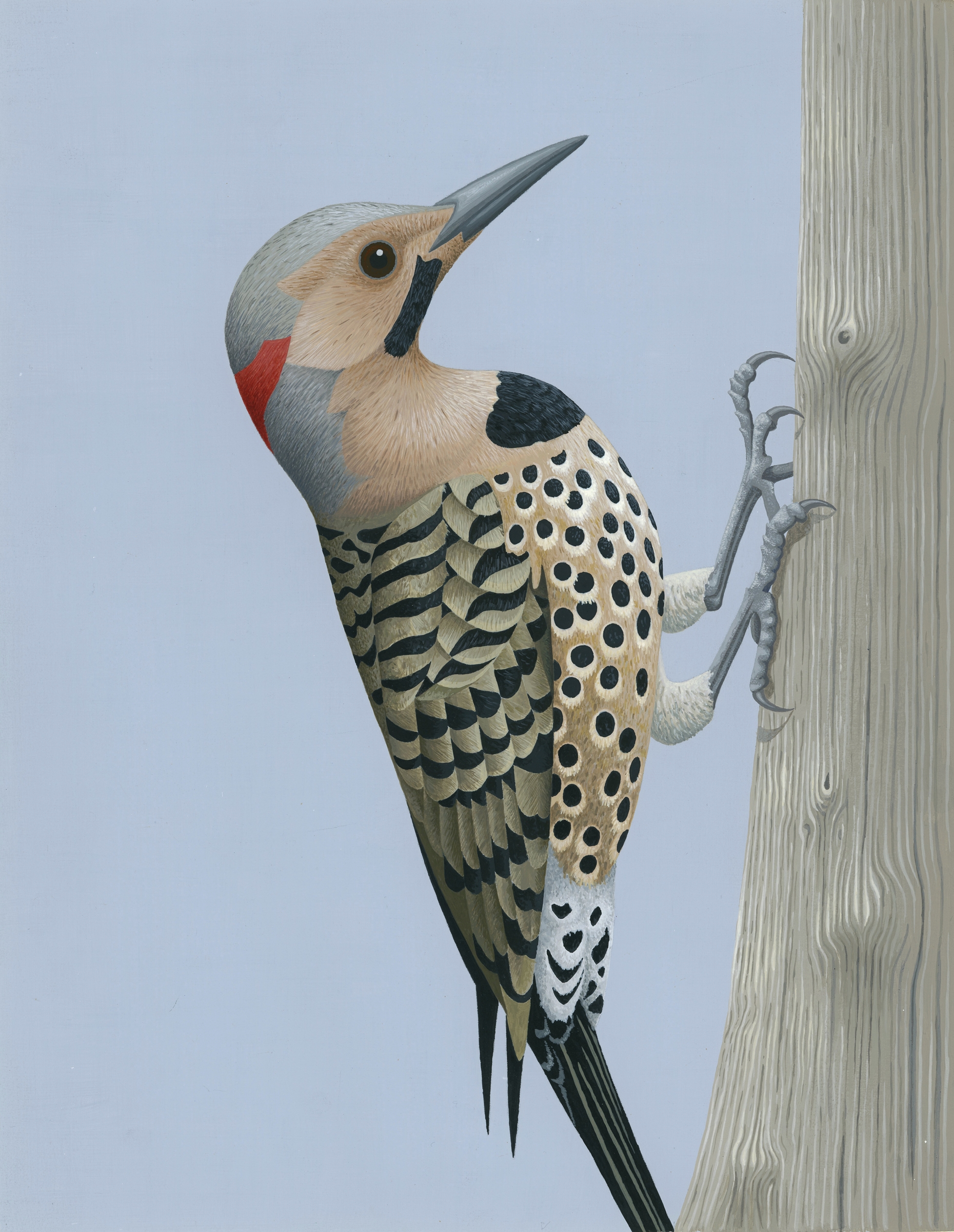 Northern Flicker