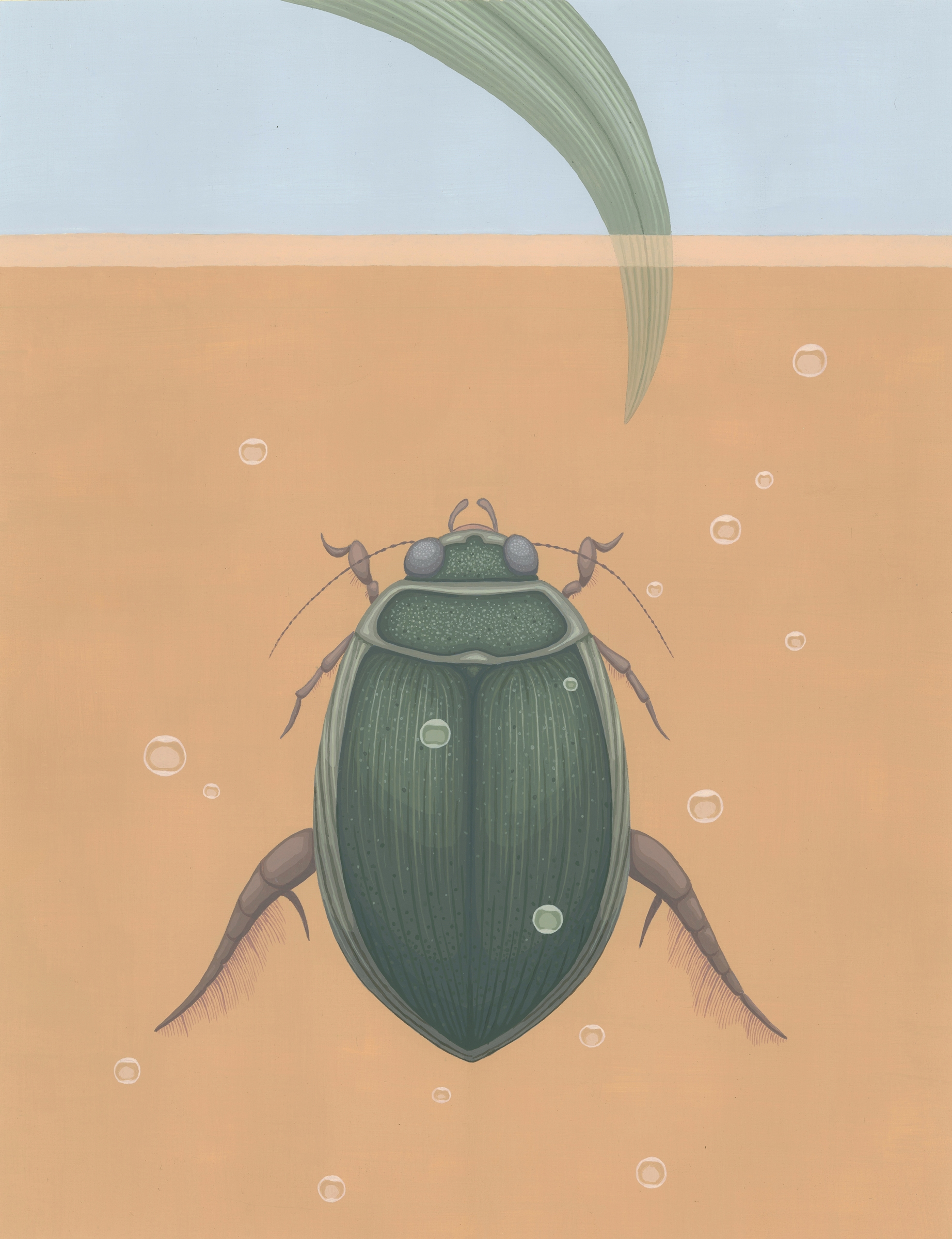 Diving Beetle