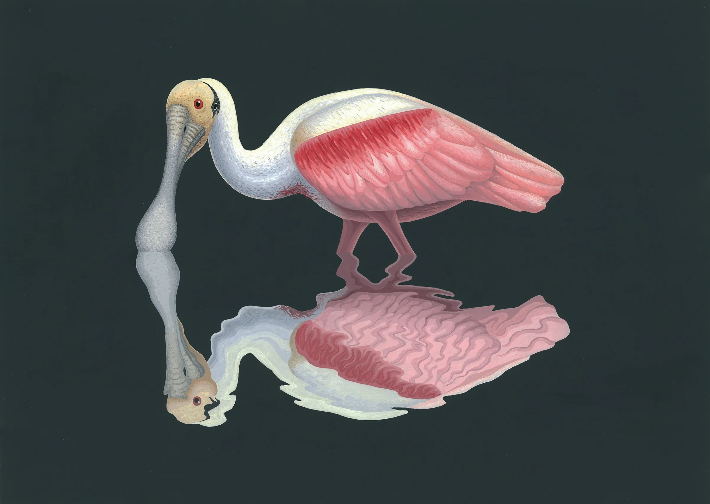 Roseate Spoonbill