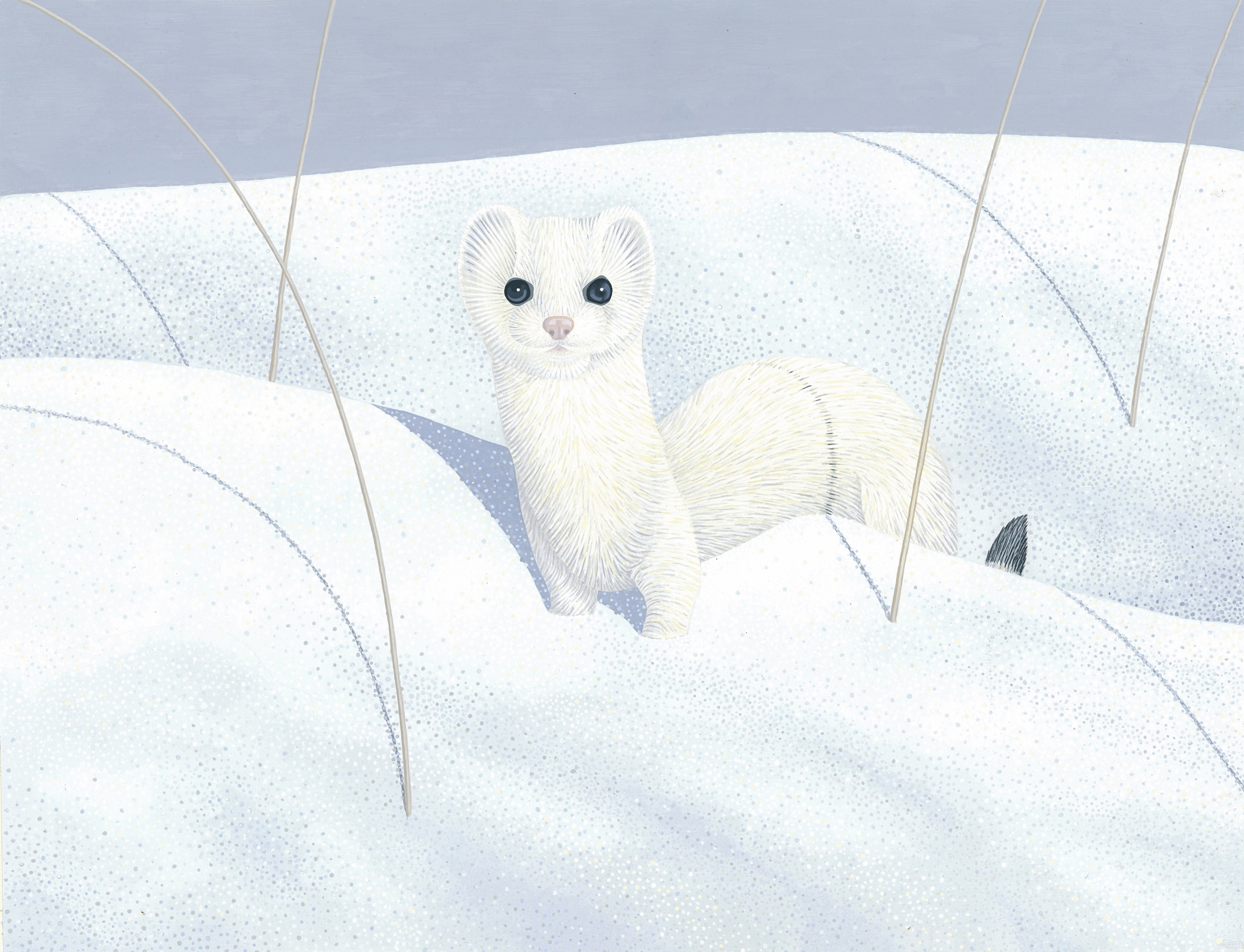 Ermine