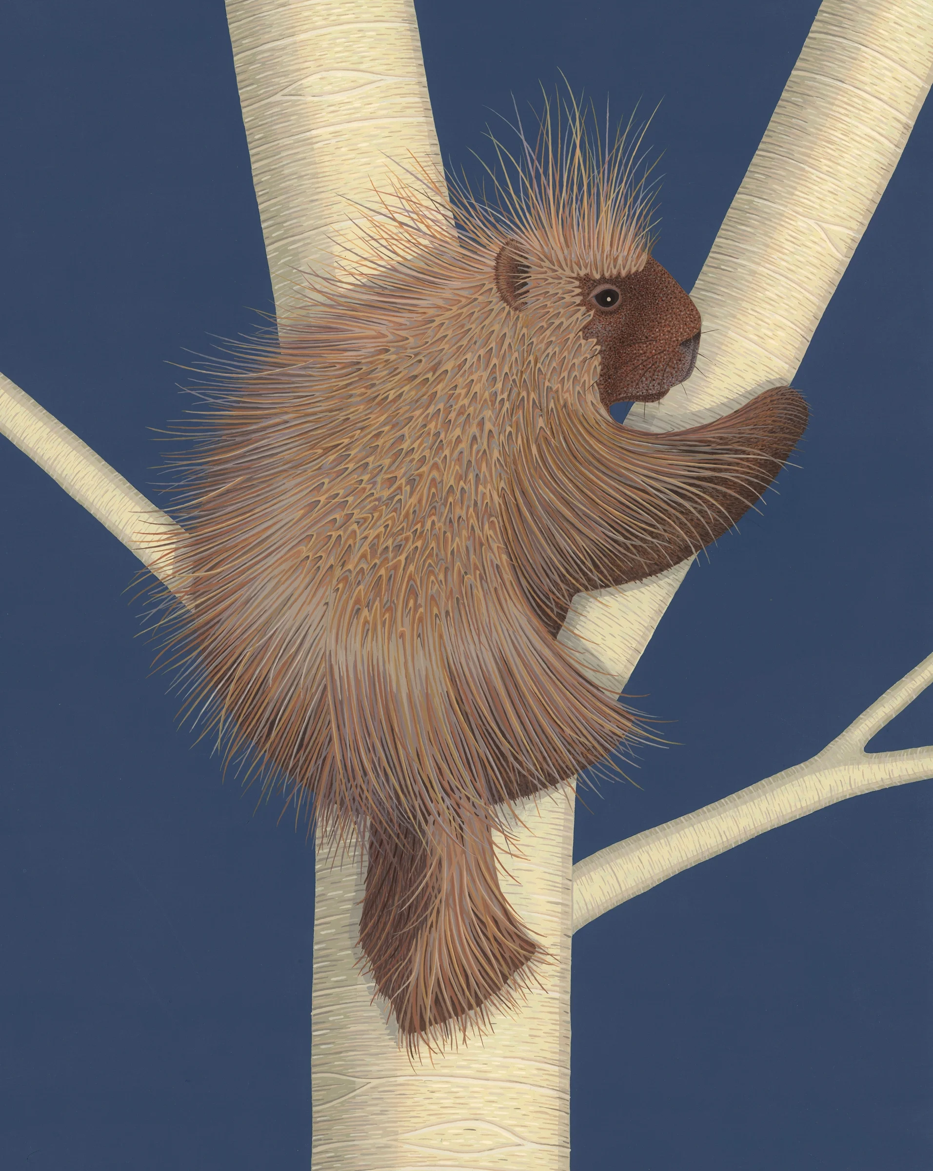 Porcupine