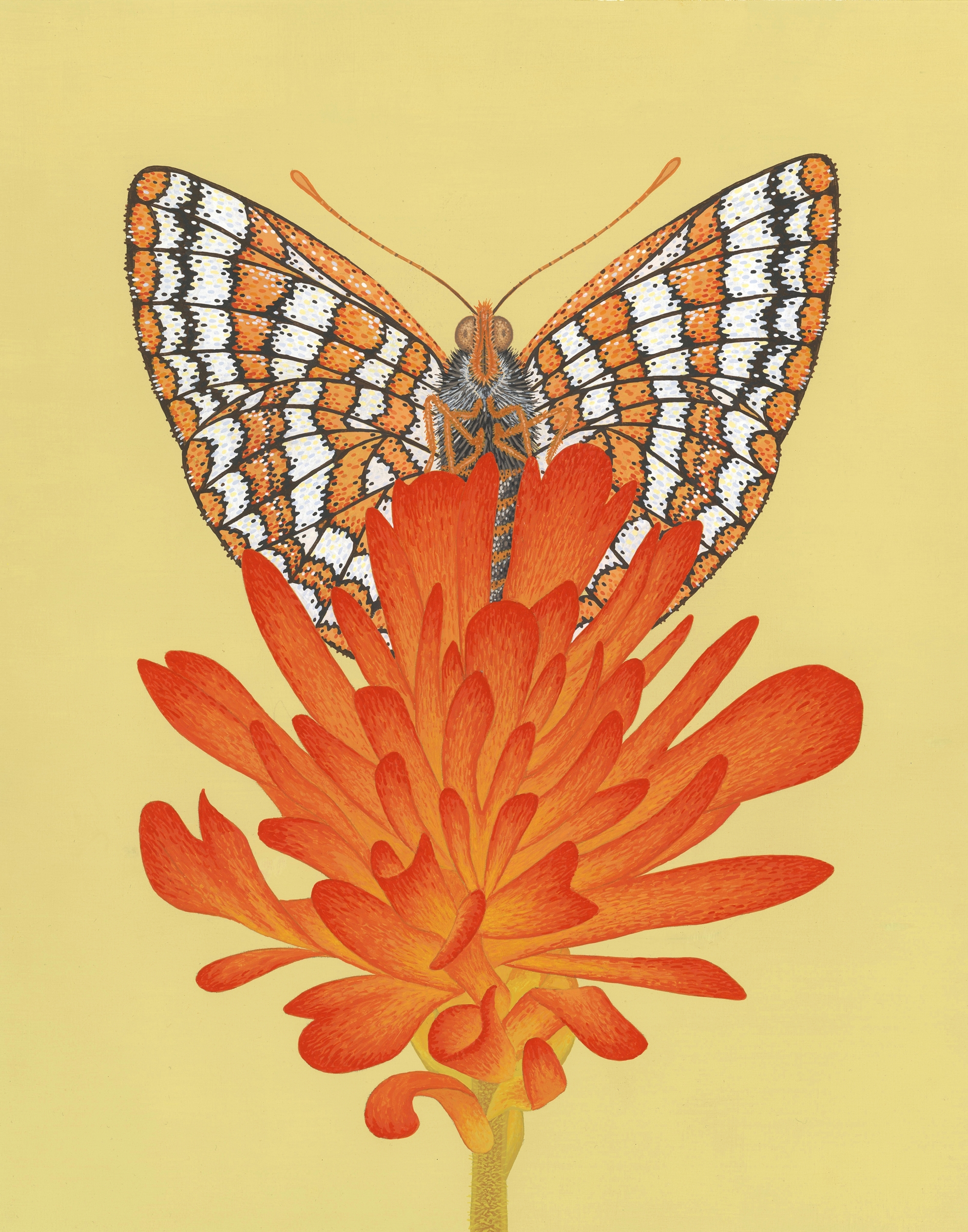 Taylor's Checkerspot