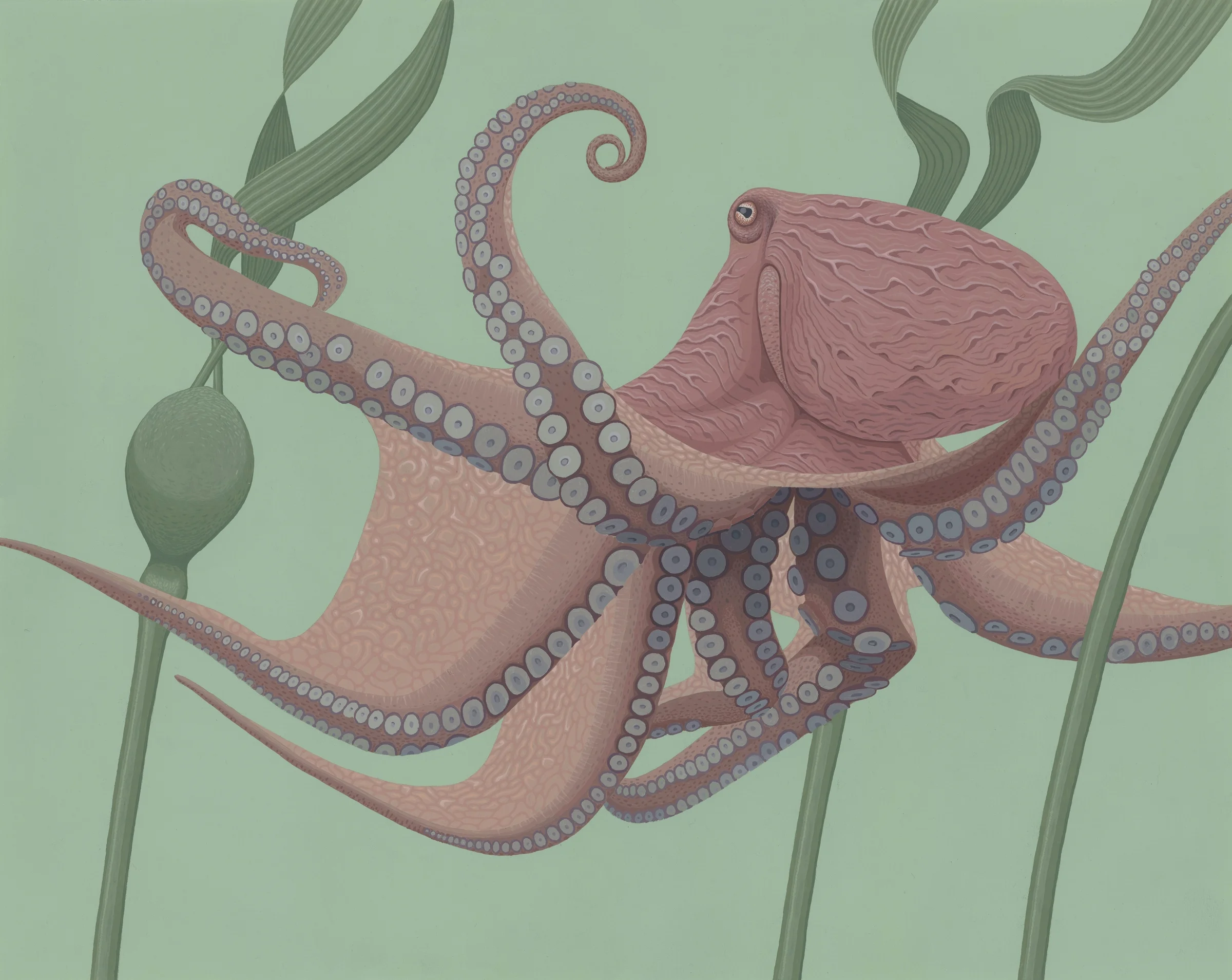 Pacific Giant Octopus