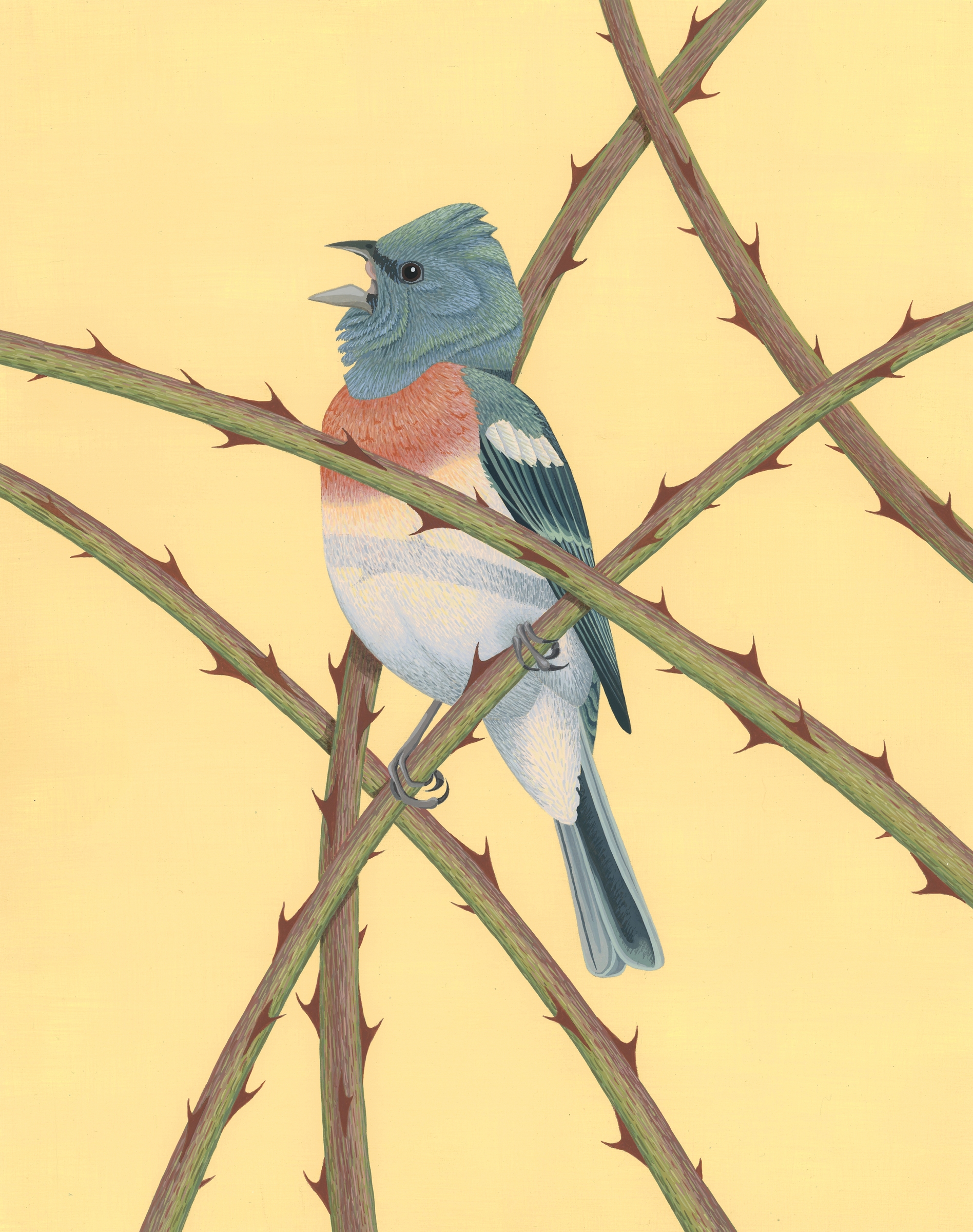 Lazuli Bunting
