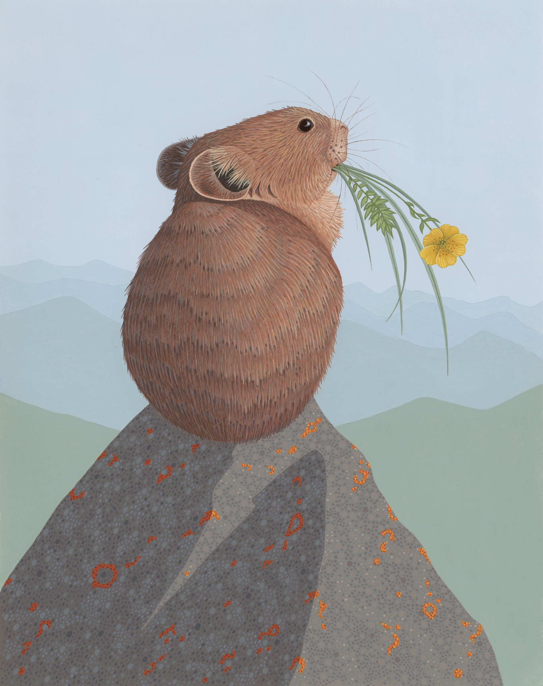 American Pika