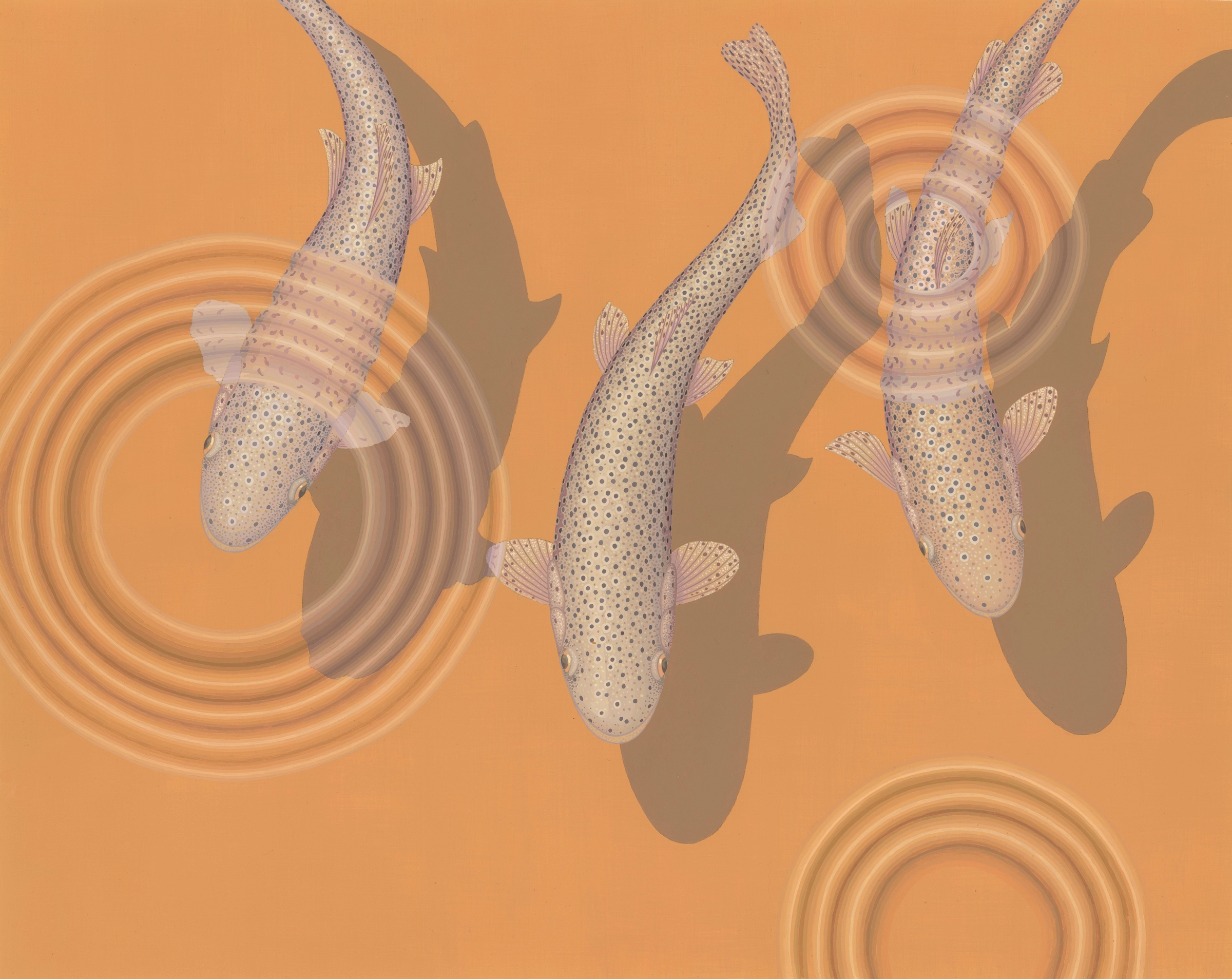 Rainbow Trout