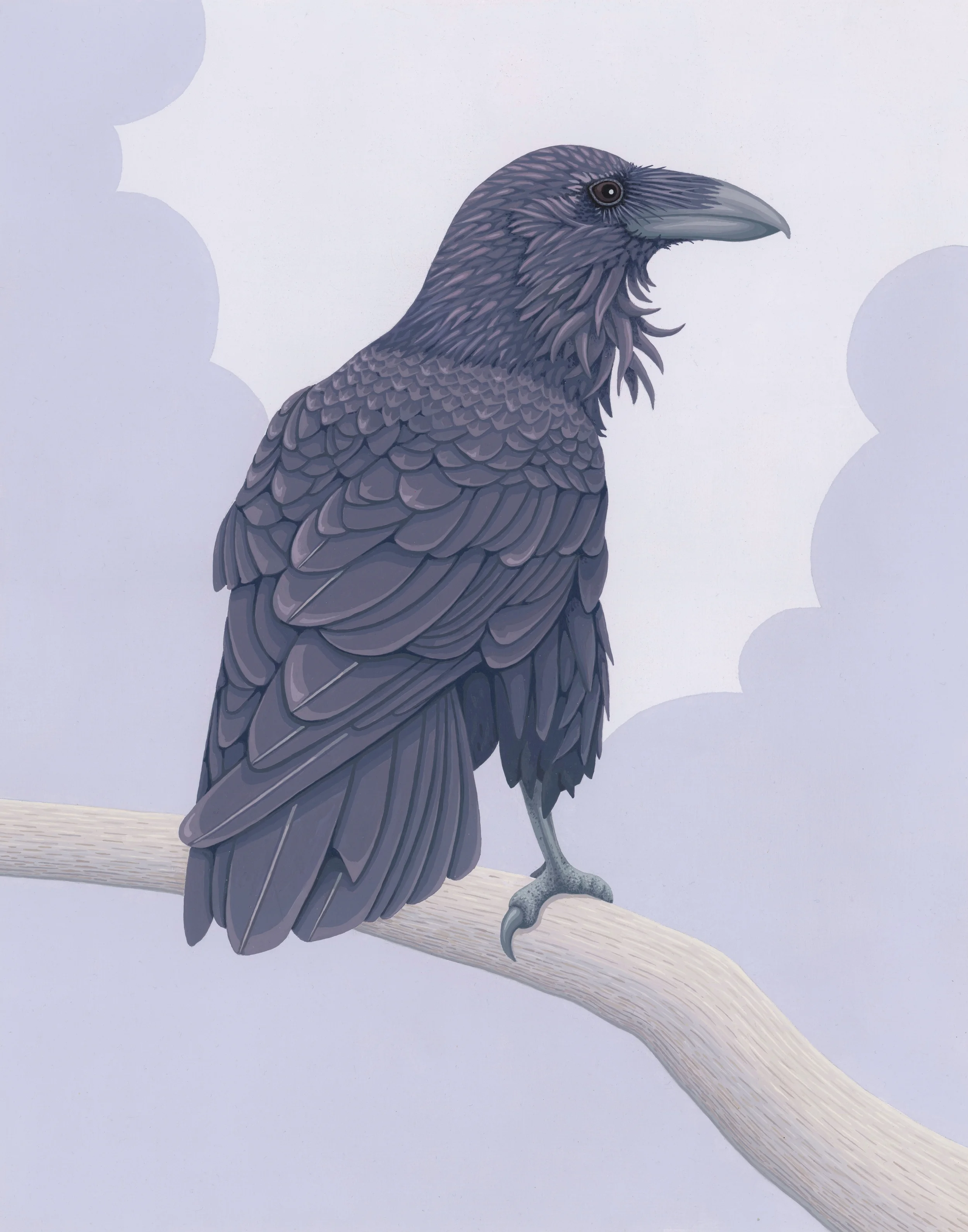 Common Raven