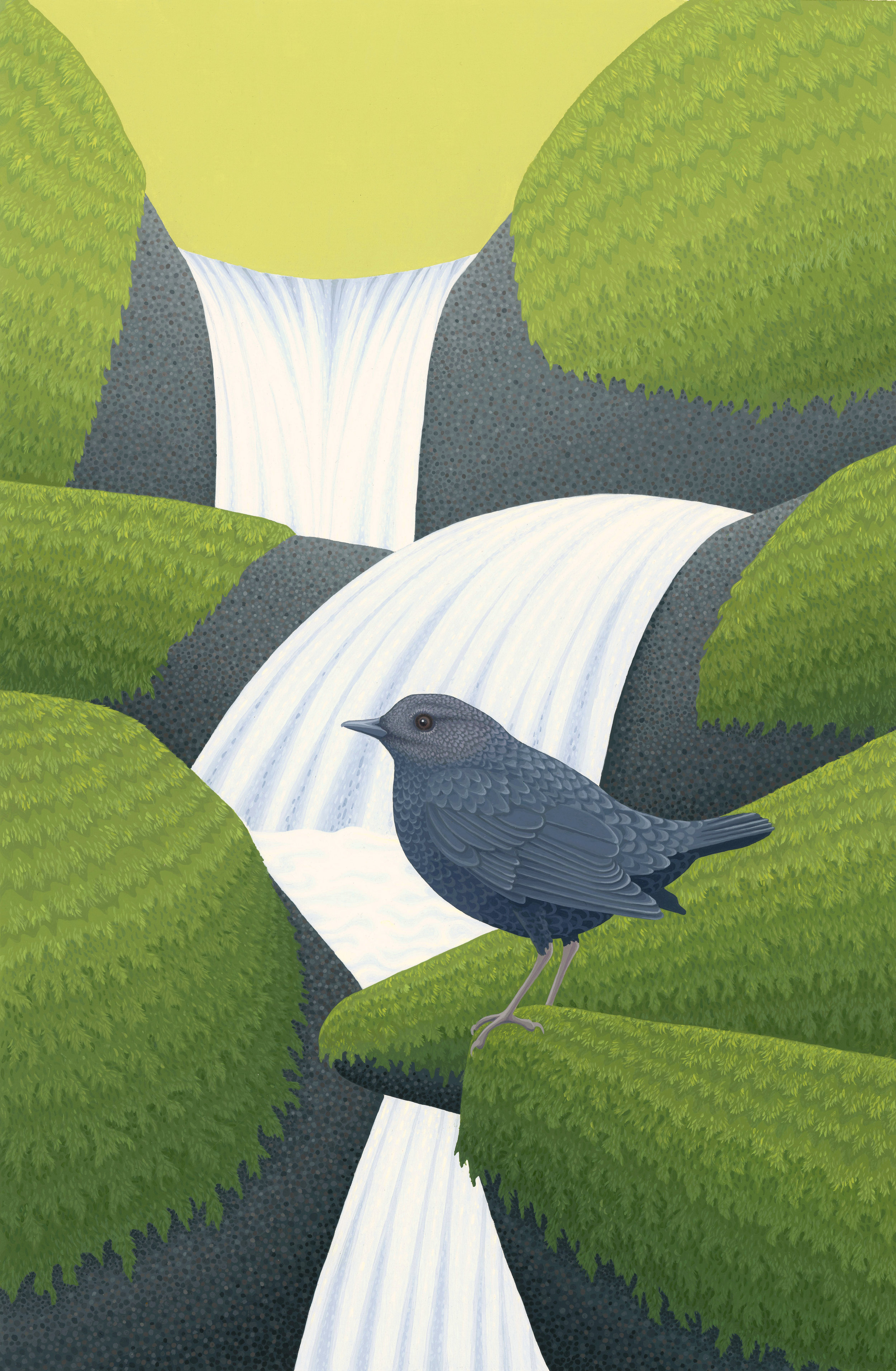 American Dipper