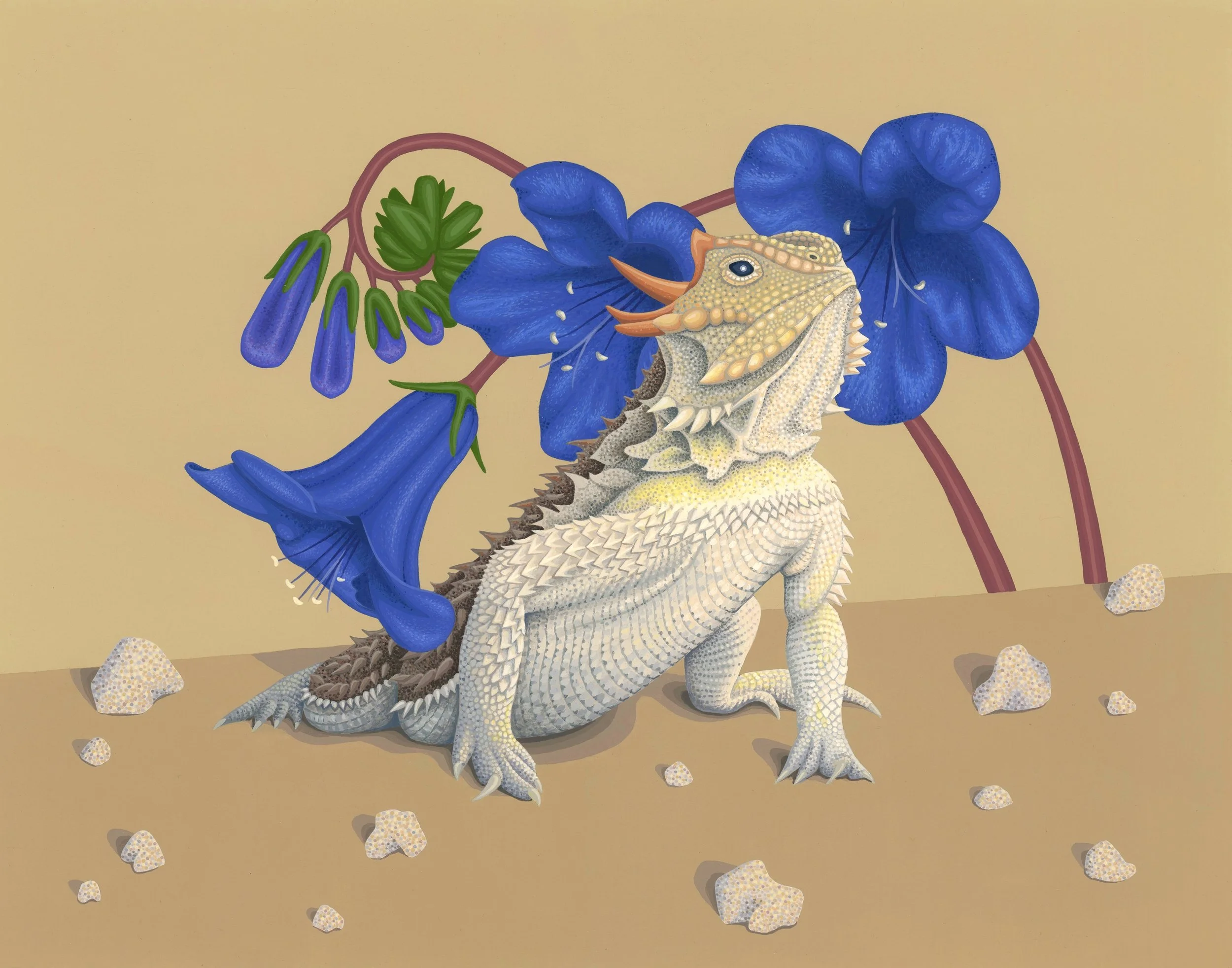 Coast Horned Lizard