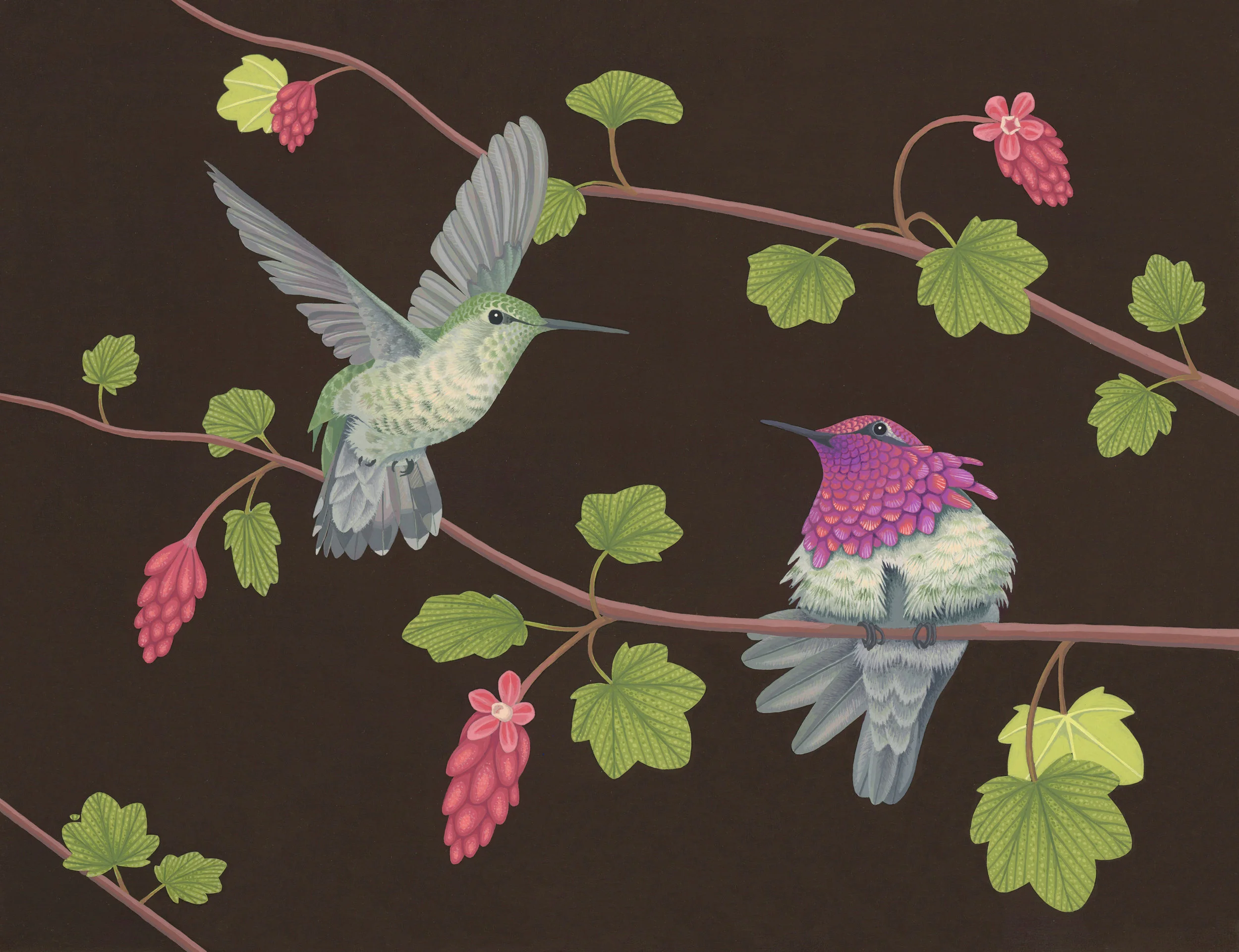 Anna's hummingbirds