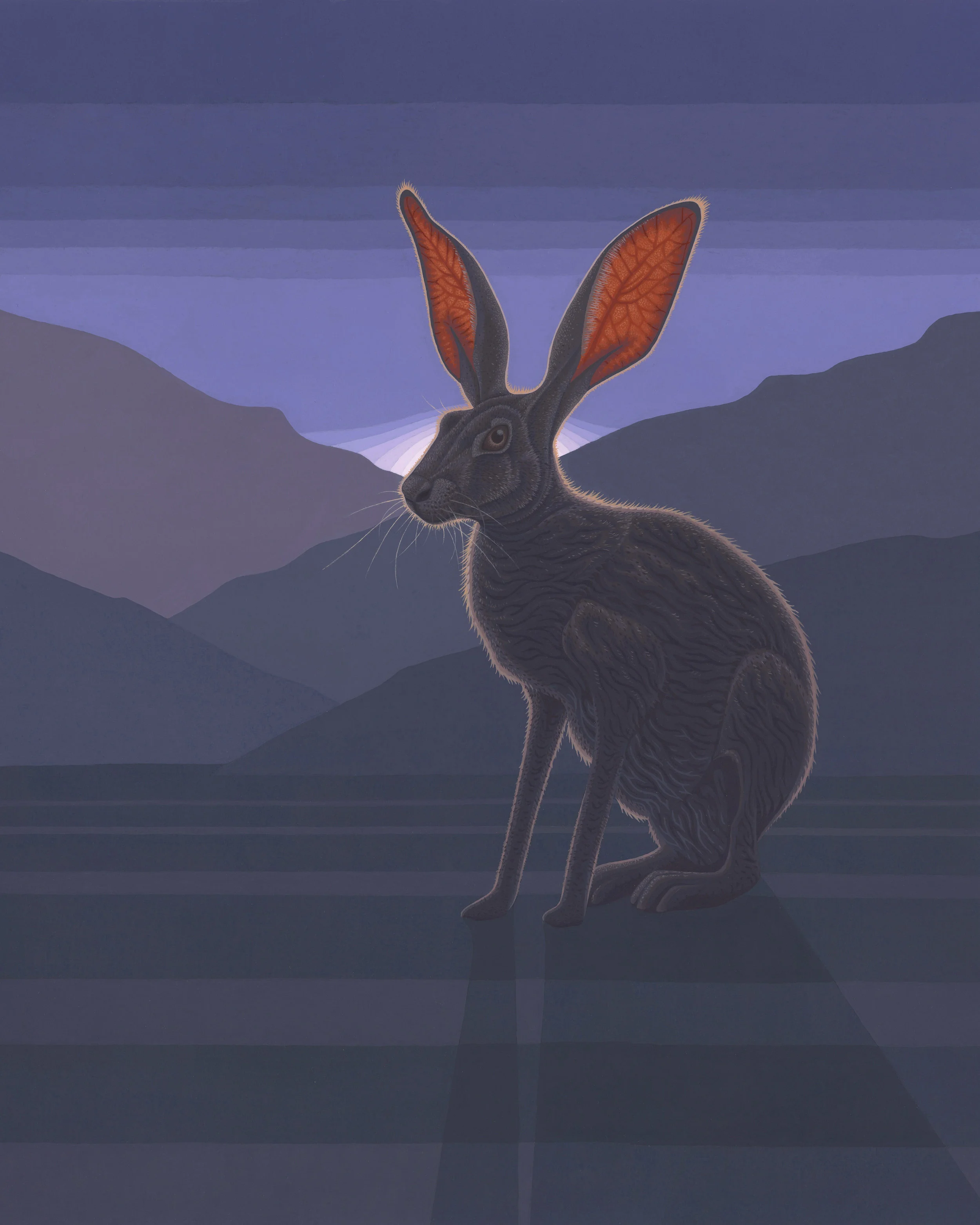 Black-tailed Jackrabbit