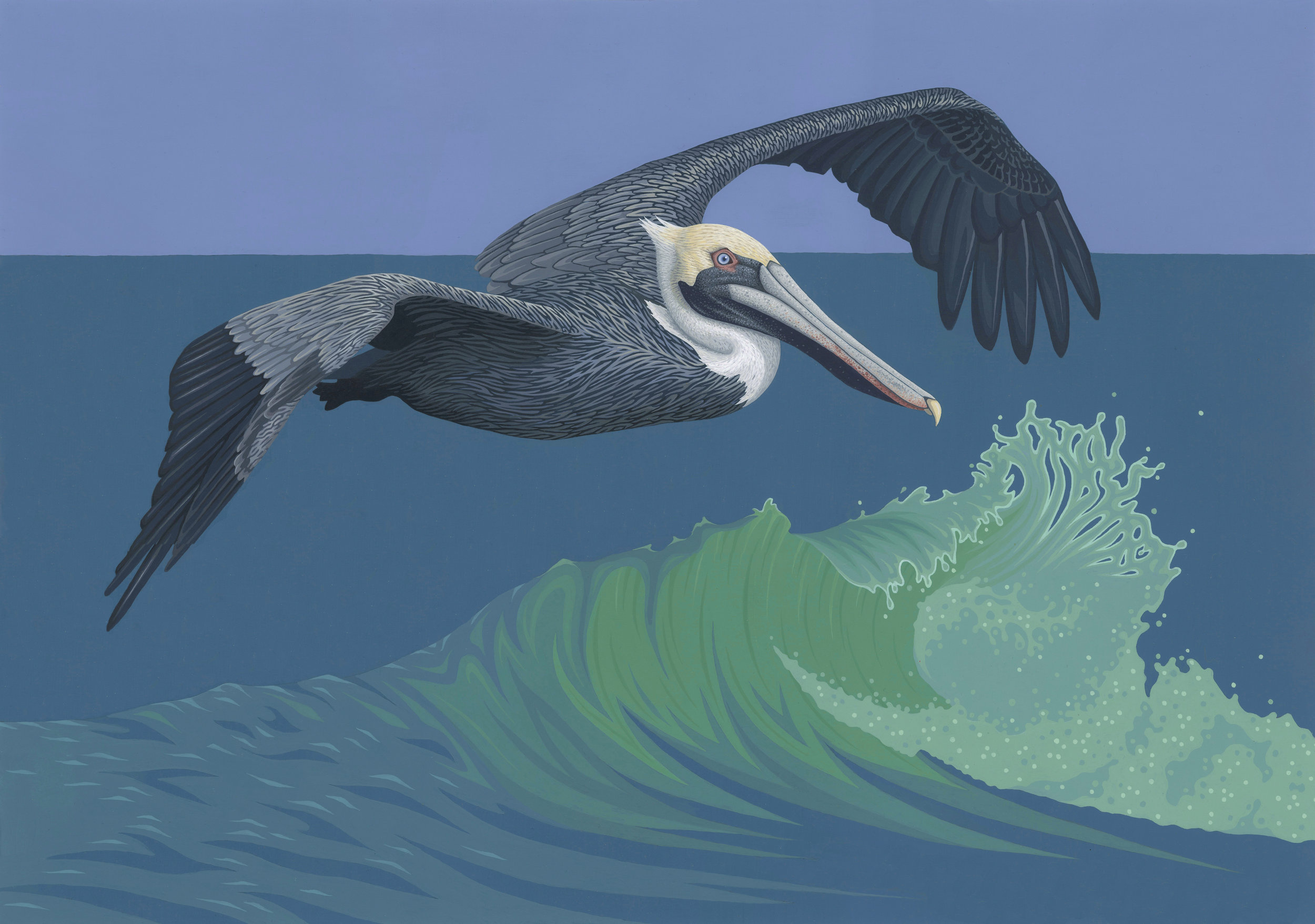 Brown Pelican