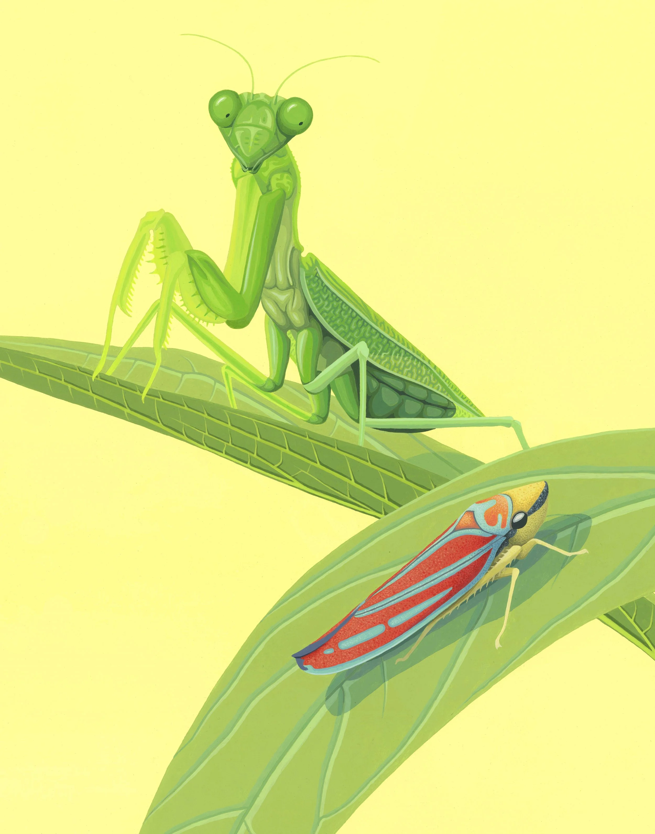 Mantis and Leafhopper