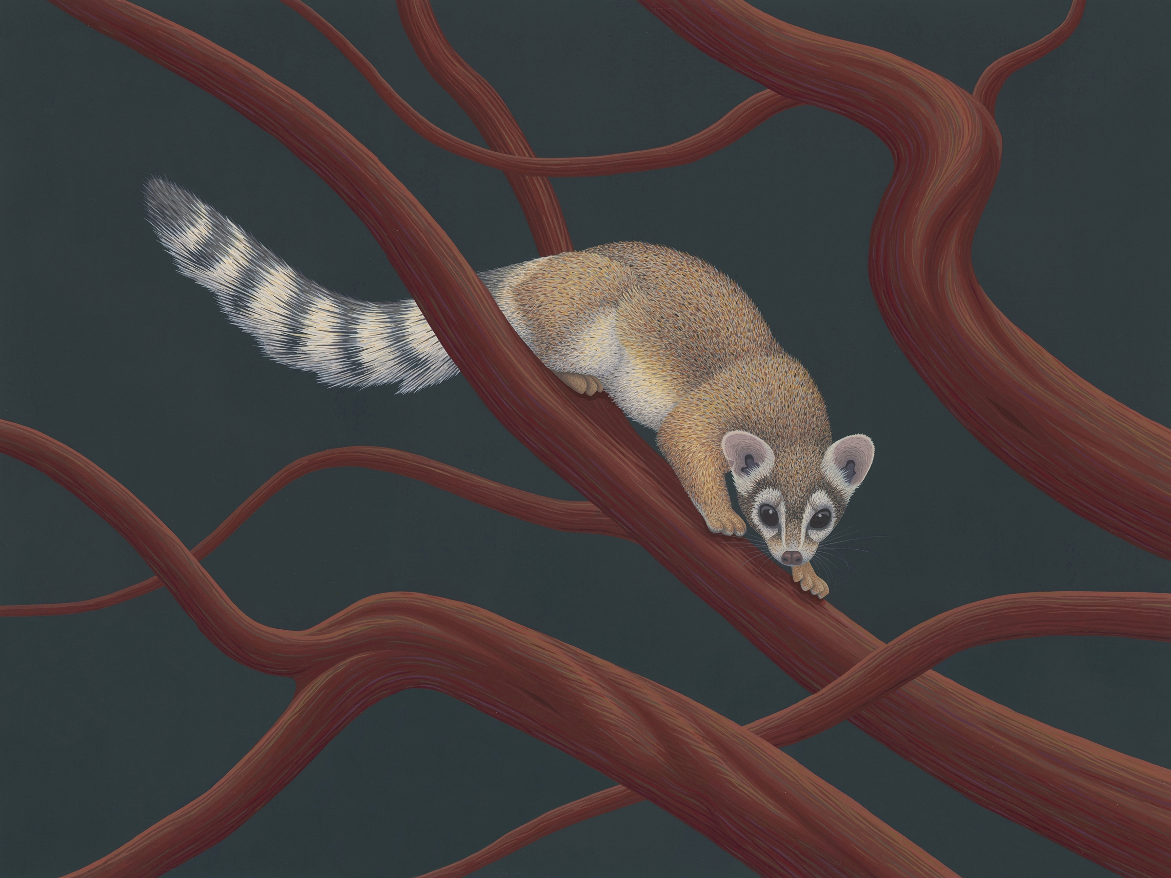 Ringtail