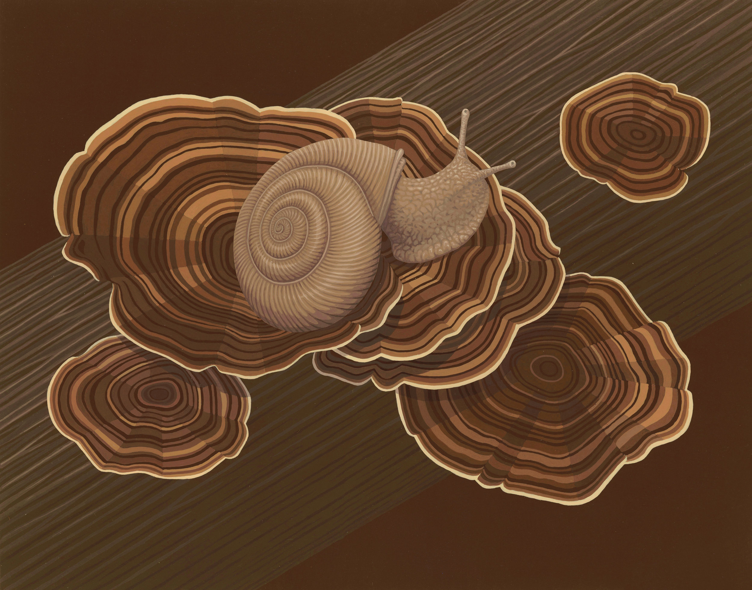 Forestsnail