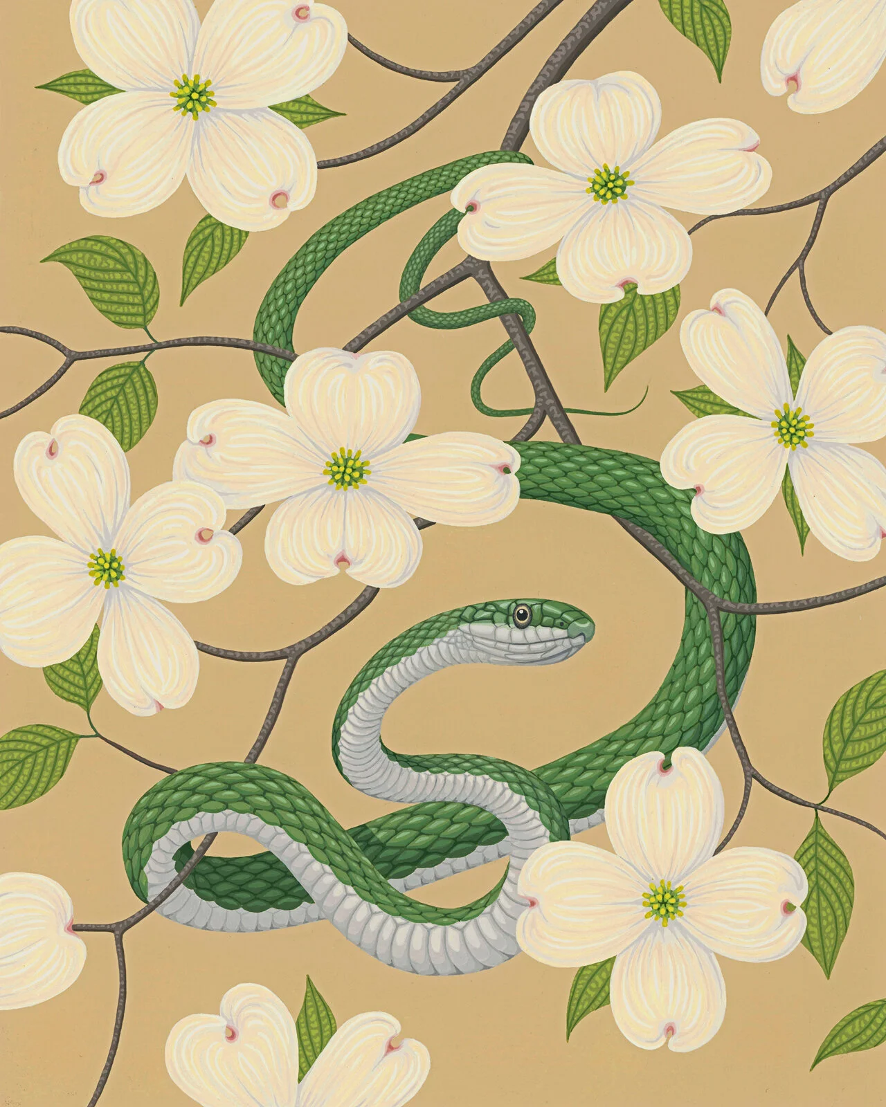 Greensnake in Dogwood 3