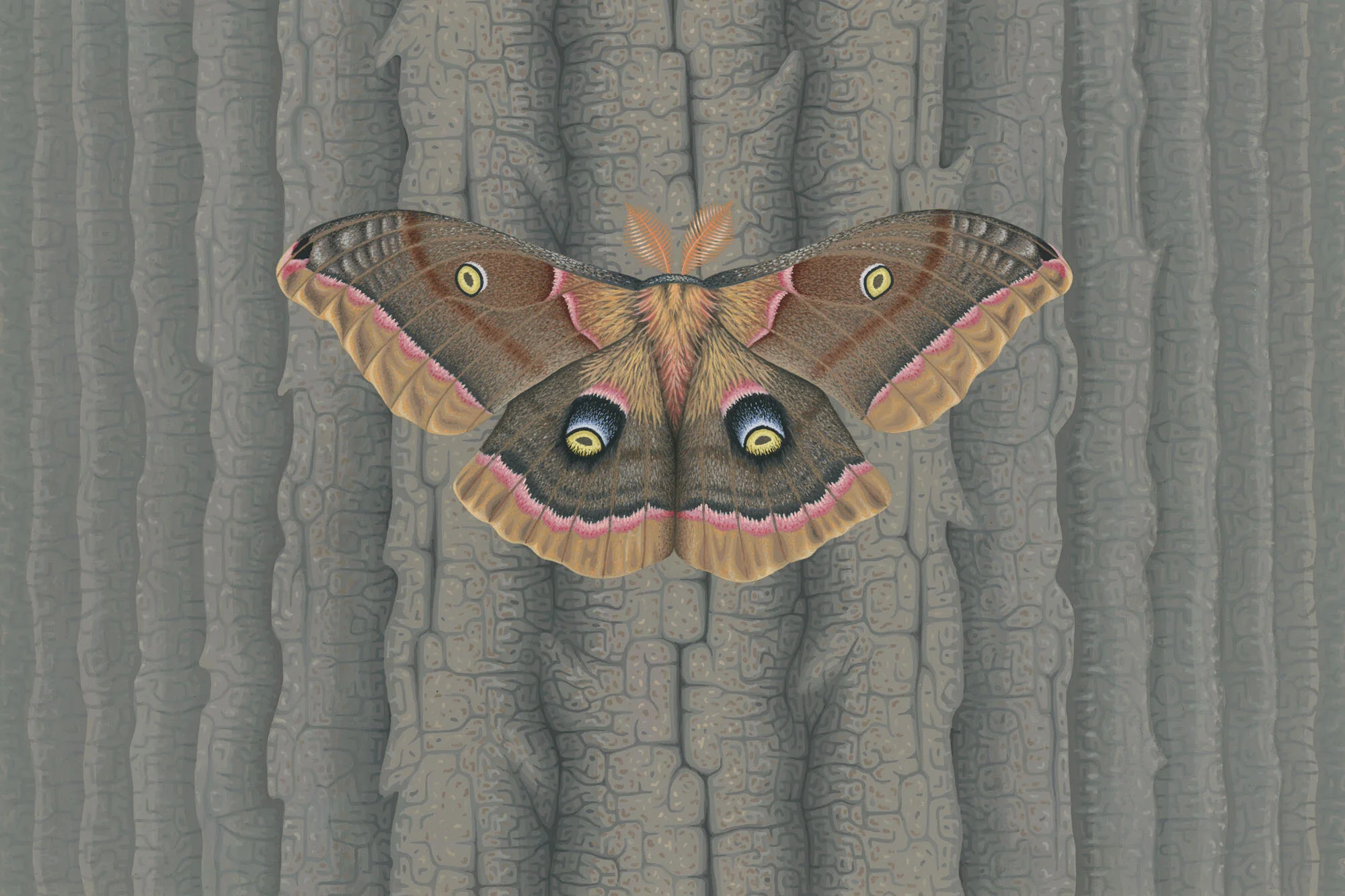 Polyphenus Moth