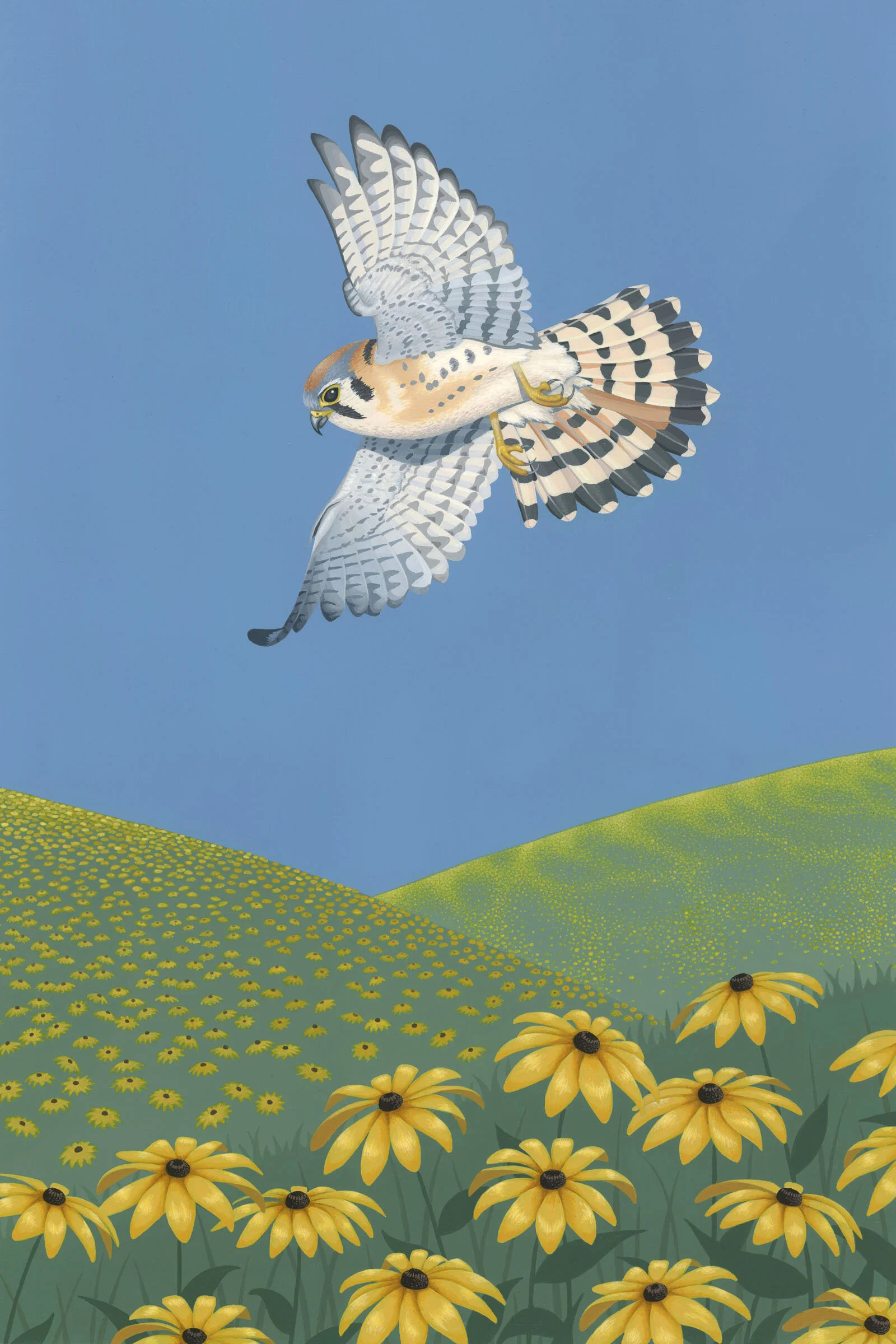 American Kestrel