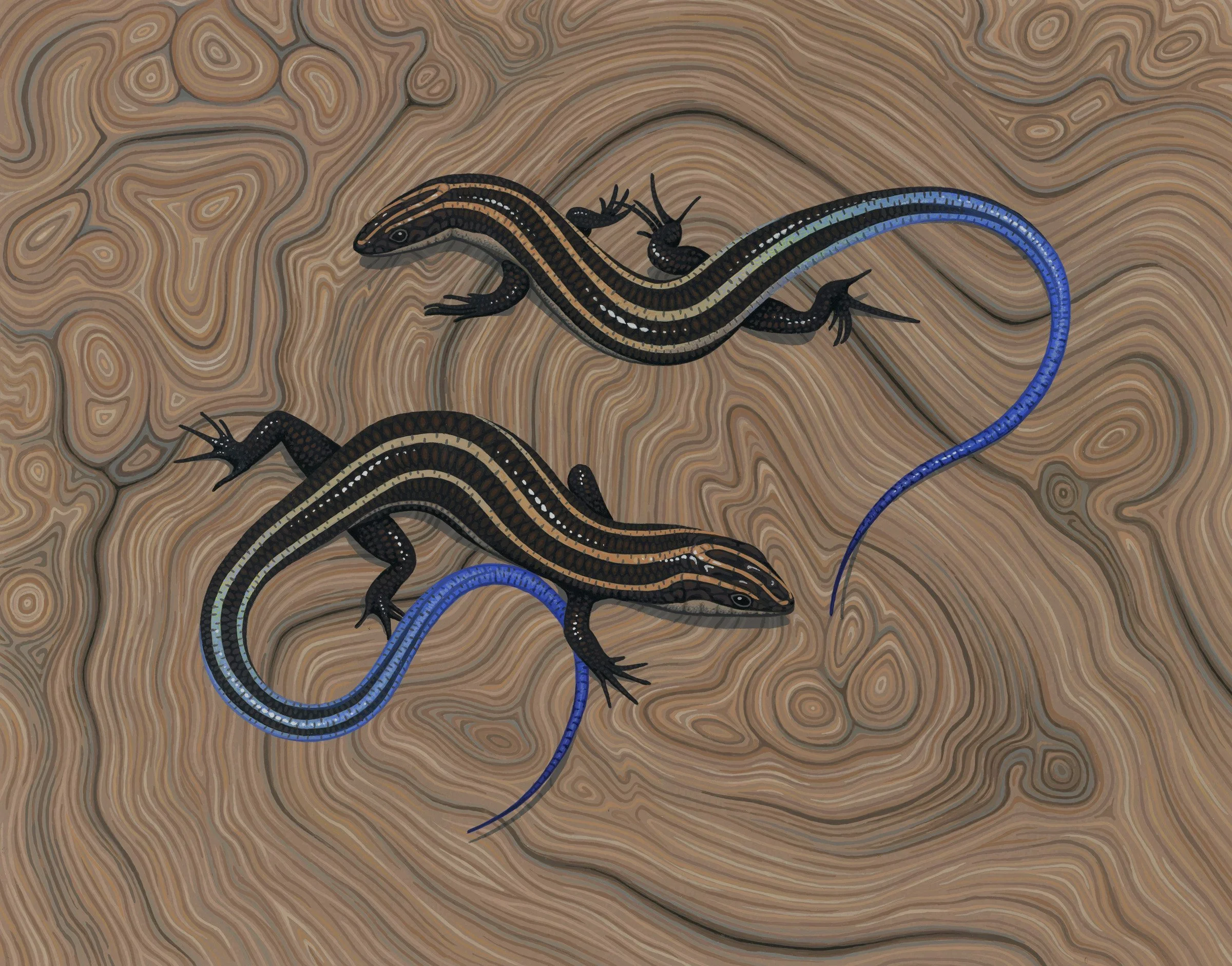 Five-lined Skink
