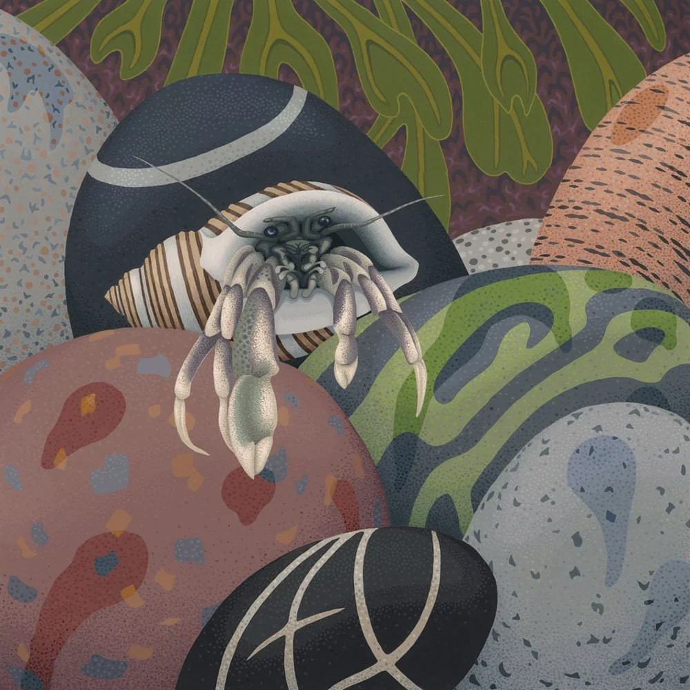 hermit crab_v2_edit_square_small.jpg