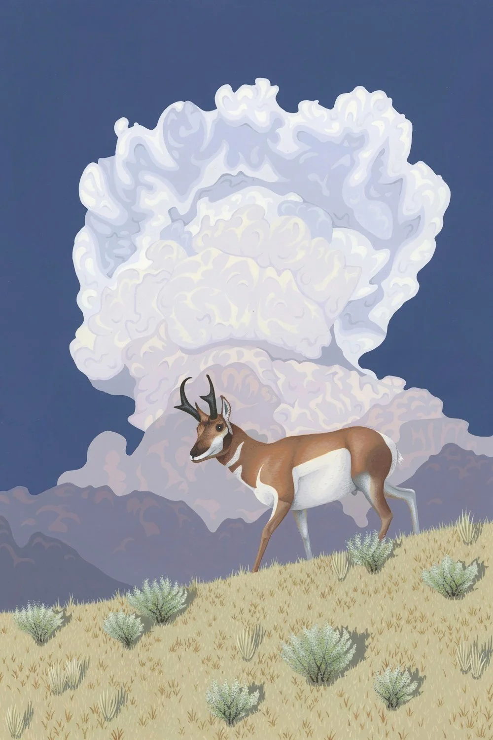 pronghorn_edit_small.jpg