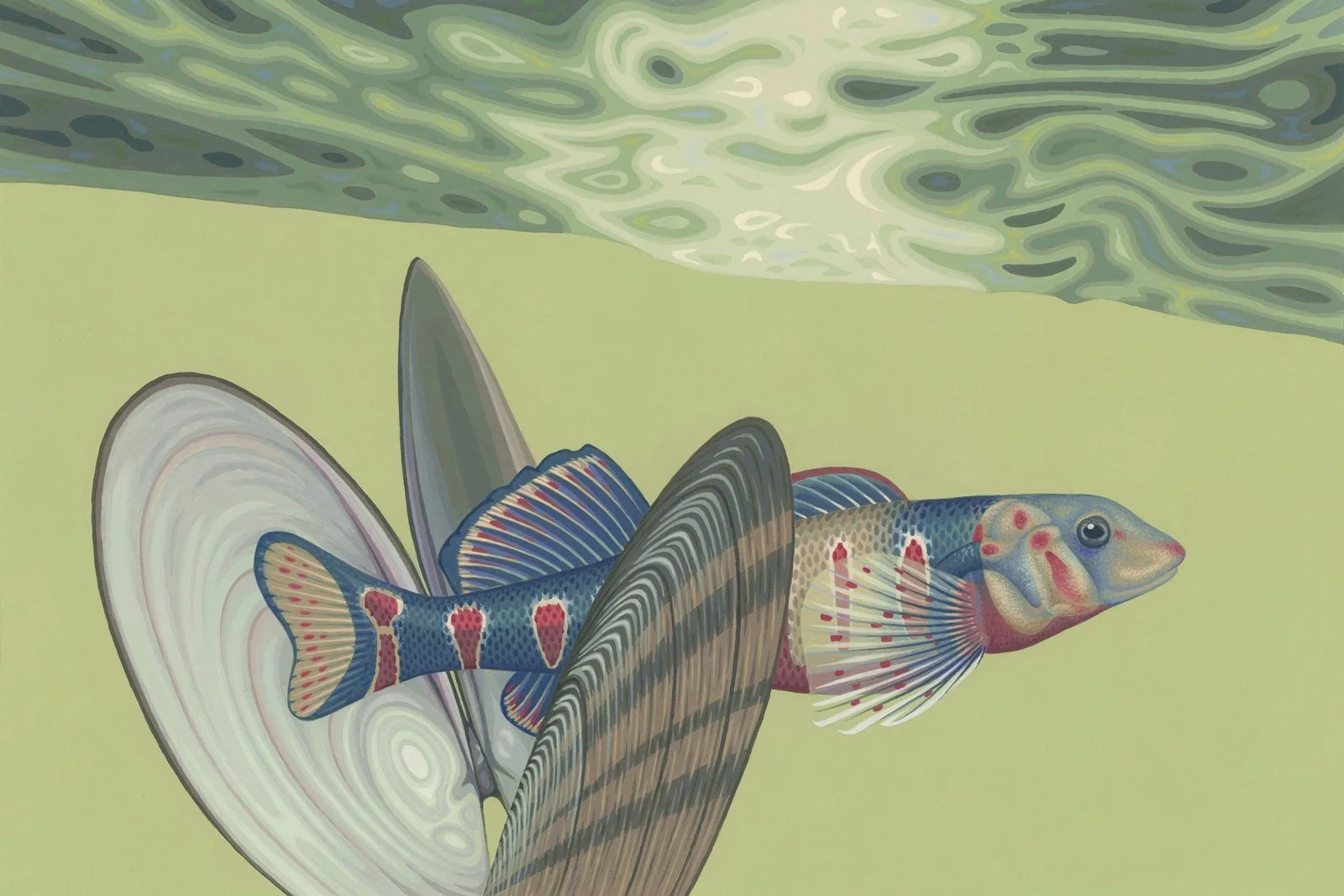 Candy Darter and Freshwater Mussels