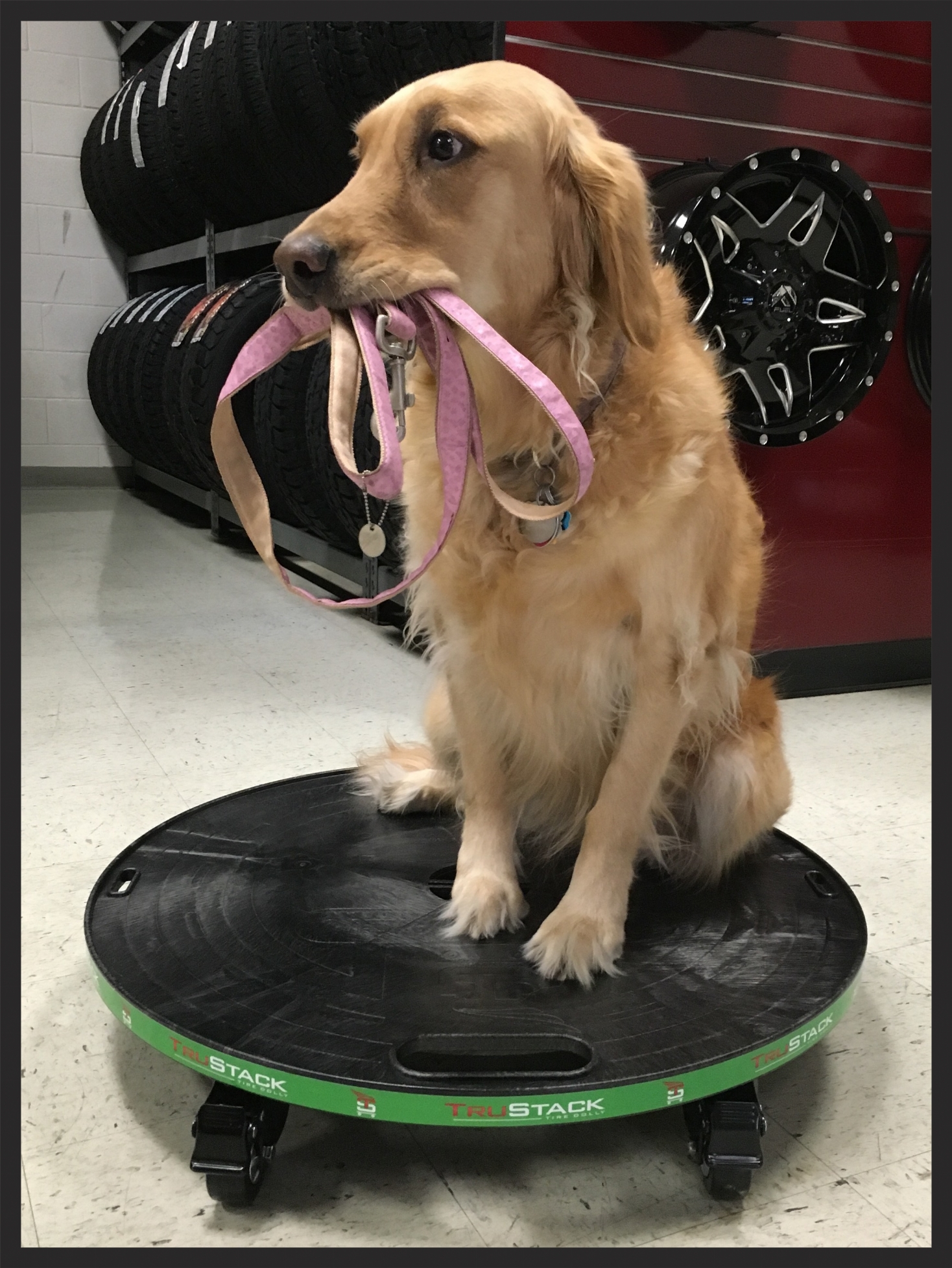 Sophie relaxing and waiting for a walk