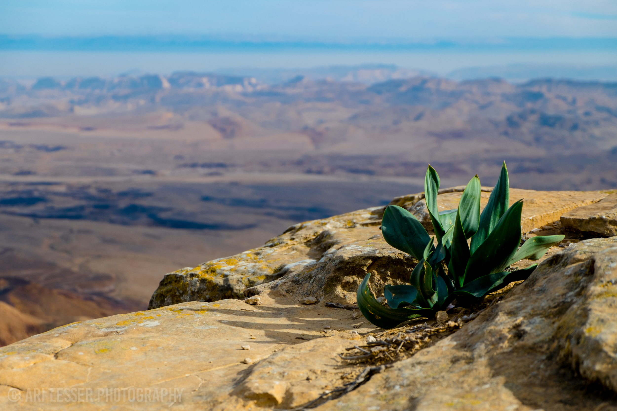 Life in desert