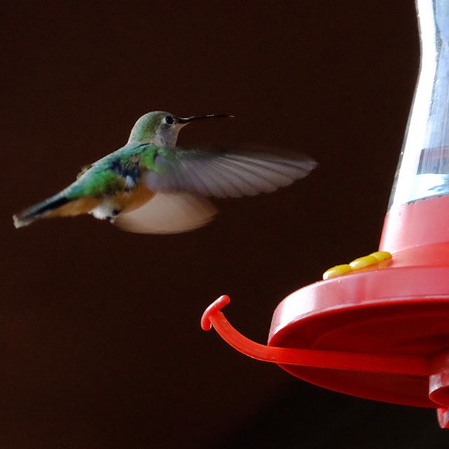 Breakfast with the birds. #hummingbird #naturephotography #birds