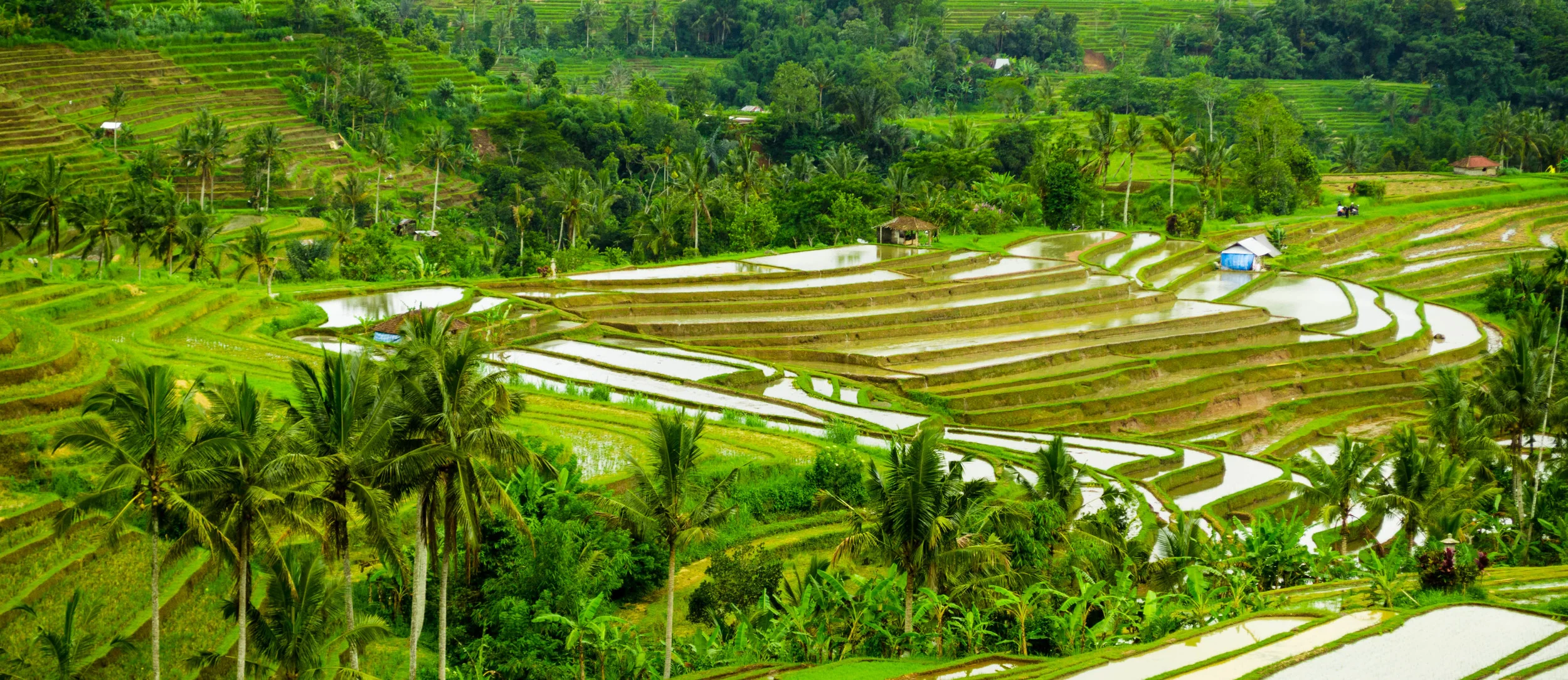 rice fields.jpg