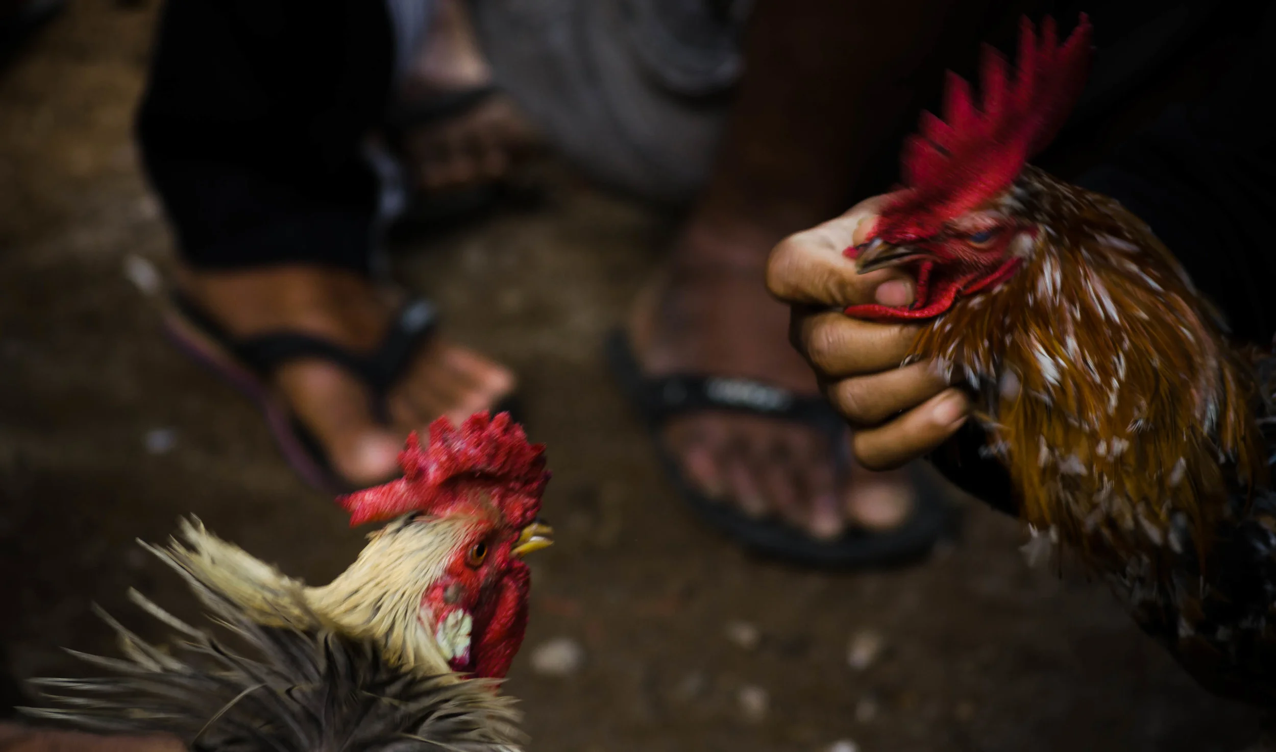 cockfight.jpg