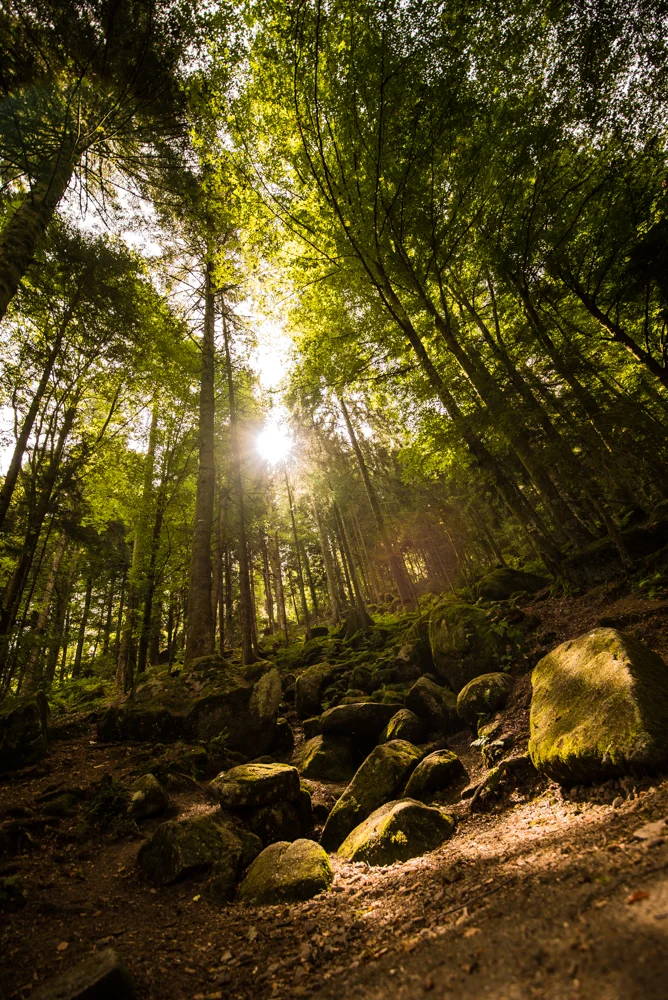 Blackforest and Poland-5.jpg
