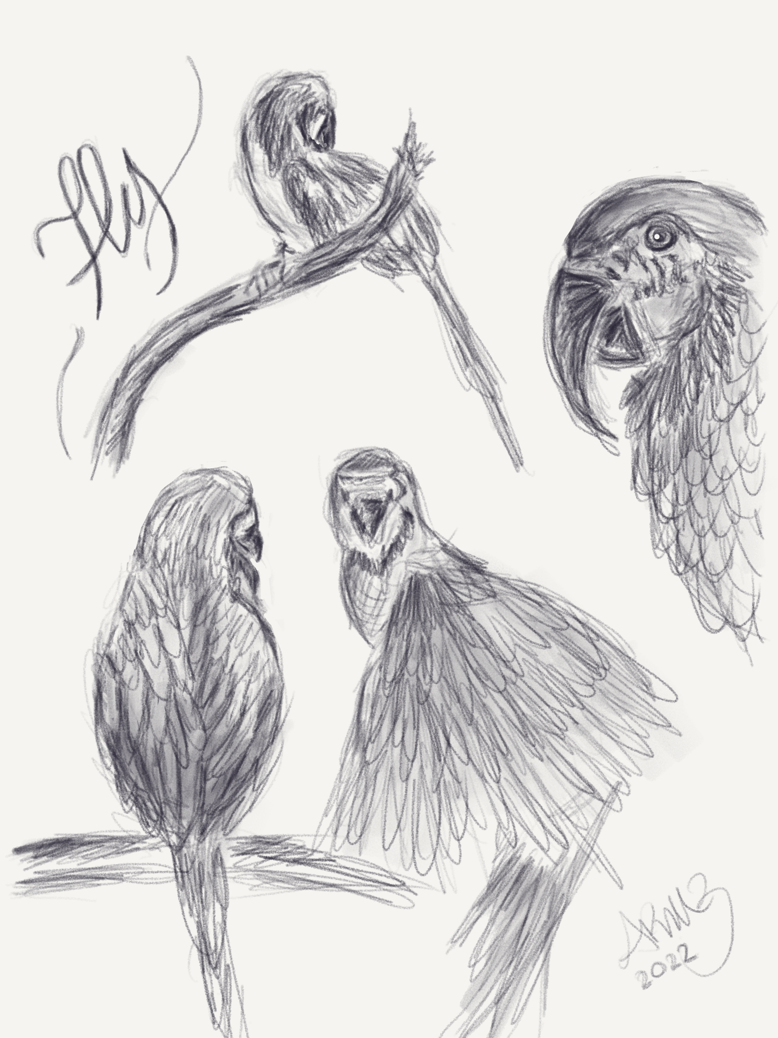 Parrot - Live Drawing