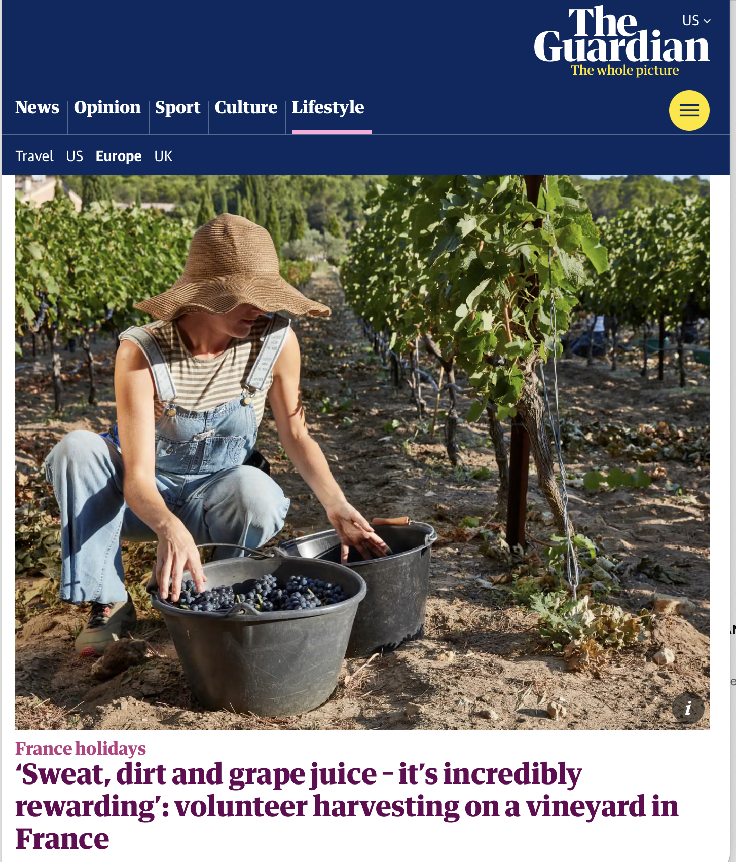 Wine harvest volunteer France Alexis Steinman