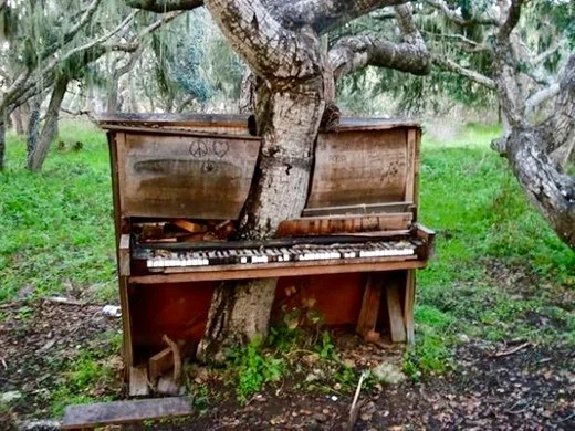 Piano tree.jpg