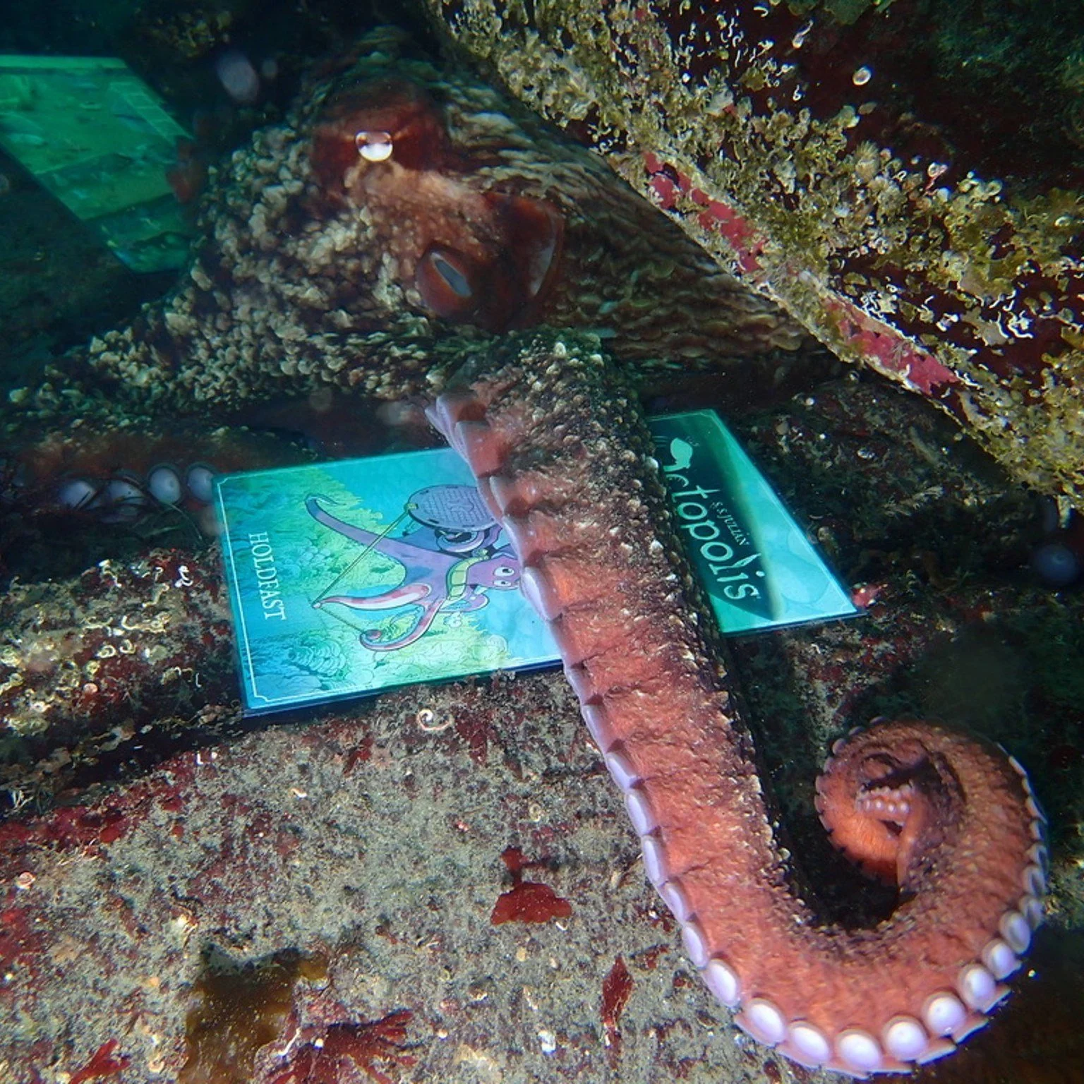 Octopolis: Holdfast was released about a year ago, so to commemorate that I want to share with you one of the coolest book reviews I got last year. Two readers, KJ and Jill, got a review from a Giant Pacific Octopus !

KJ and Jill are both dry-suit s