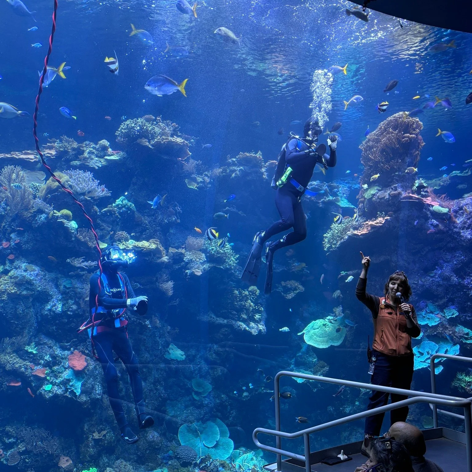 Excited to share that I have started as a dive volunteer at the @calacademy of Sciences! It's been an awesome opportunity to learn new skills, interact with unique marine life, and meet all the wonderful people who make the Academy such a great insti