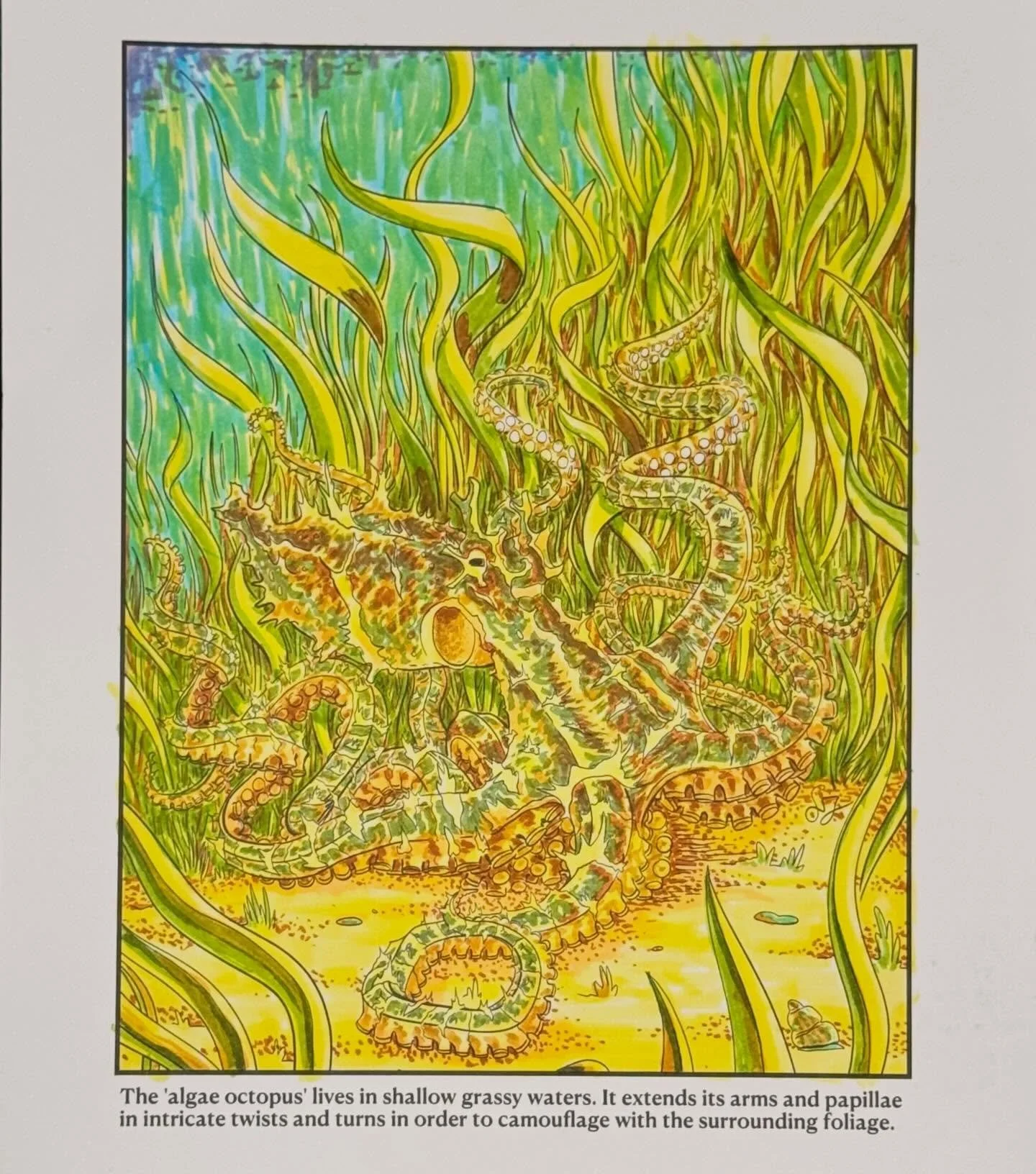 It&rsquo;s my birthday! I decided to relax by coloring one of the pages of my own octopus coloring book. I think I made this page a little complicated! Can you see the algae octopus?