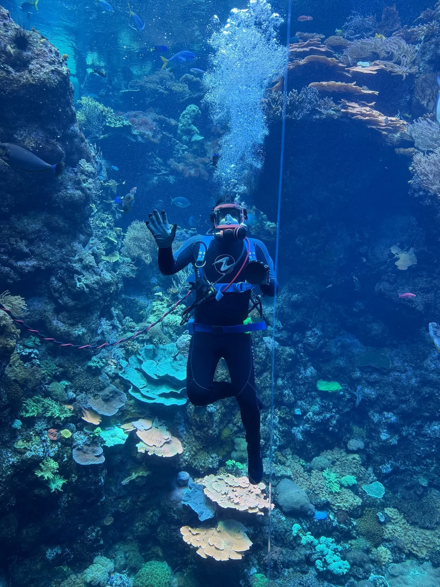 I did my first official surface-supply divie at the @calacademy yesterday! As the surface supply diver in the Philippines Coral Reef, I get the opportunity to interact with the public, and I've never got so many high fives! It felt like I was seeing 