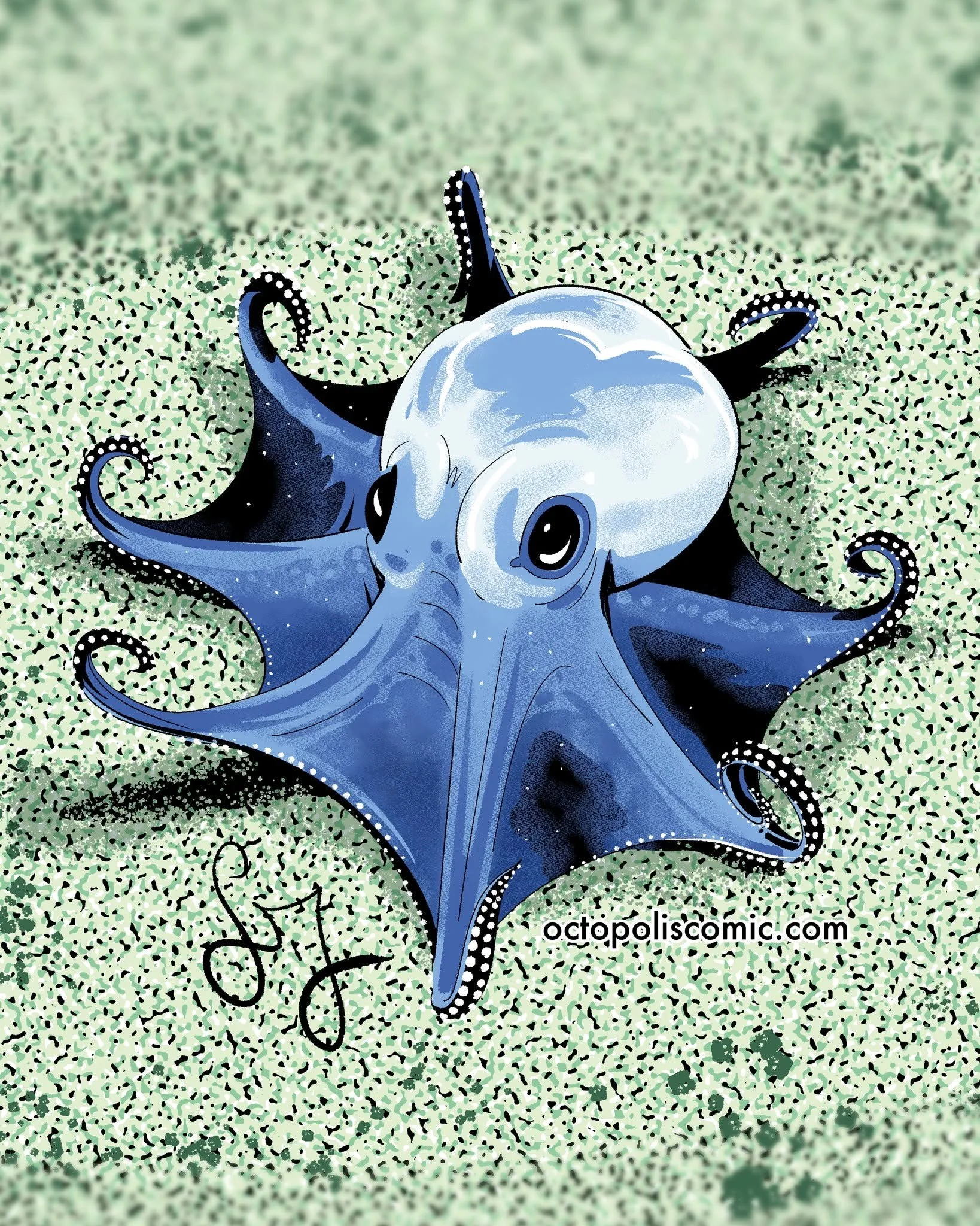 Initial study of our adorable new Ecuadorian octopus 🐙🇪🇨 microeledone galapagensis #sciart #octopus #ecuador #galapagos