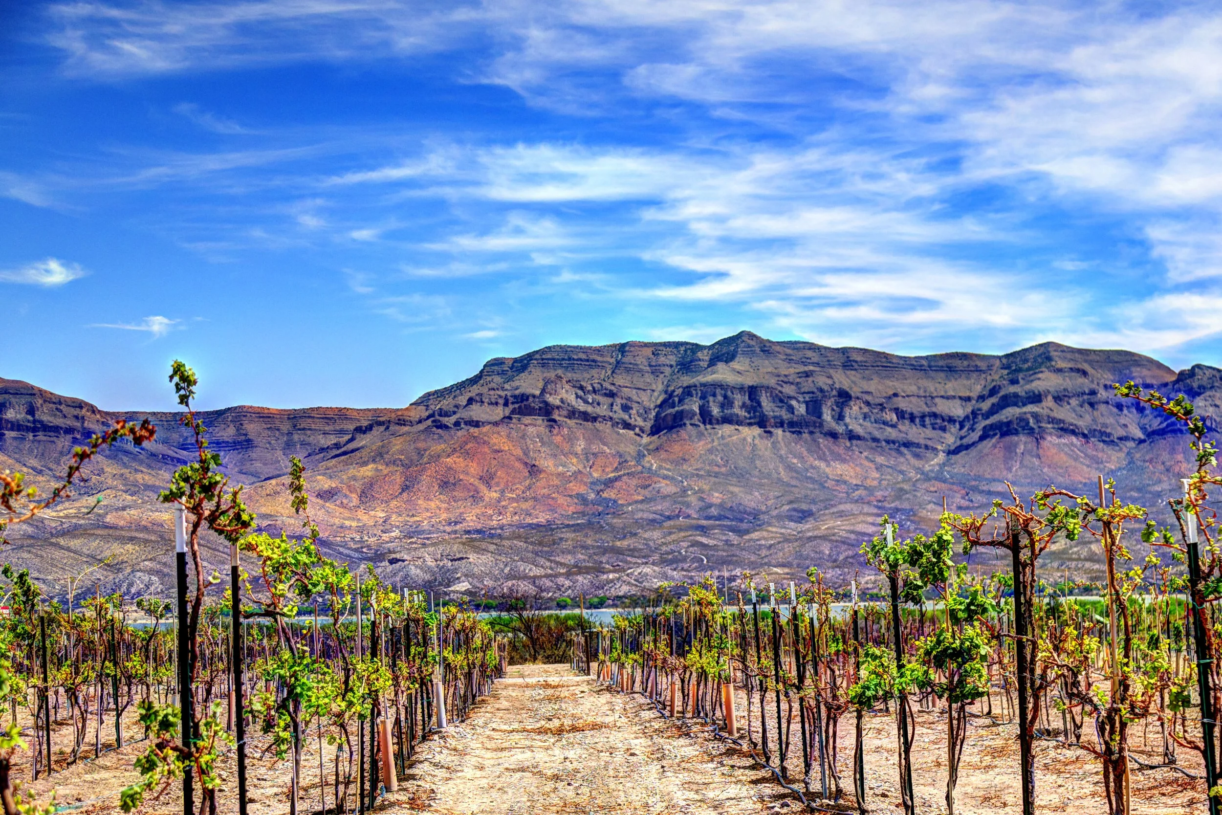 Caballo Chardonnay.jpeg